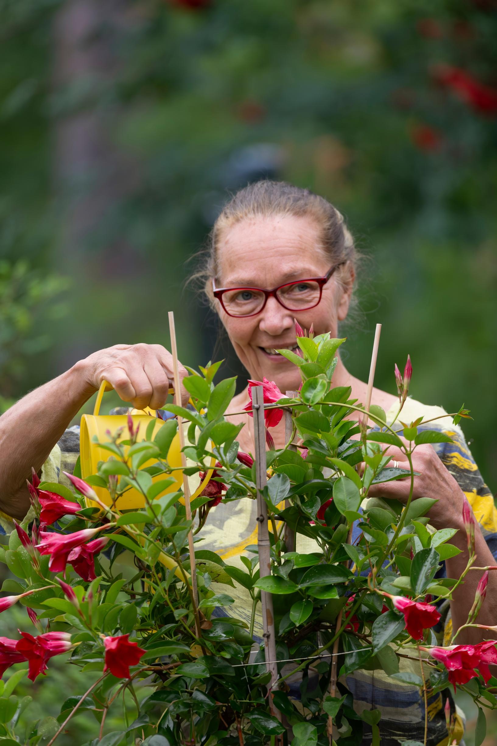 Riitta Vaaramo pitää kiinni kukkatelineestä, jossa punaisia kukkia