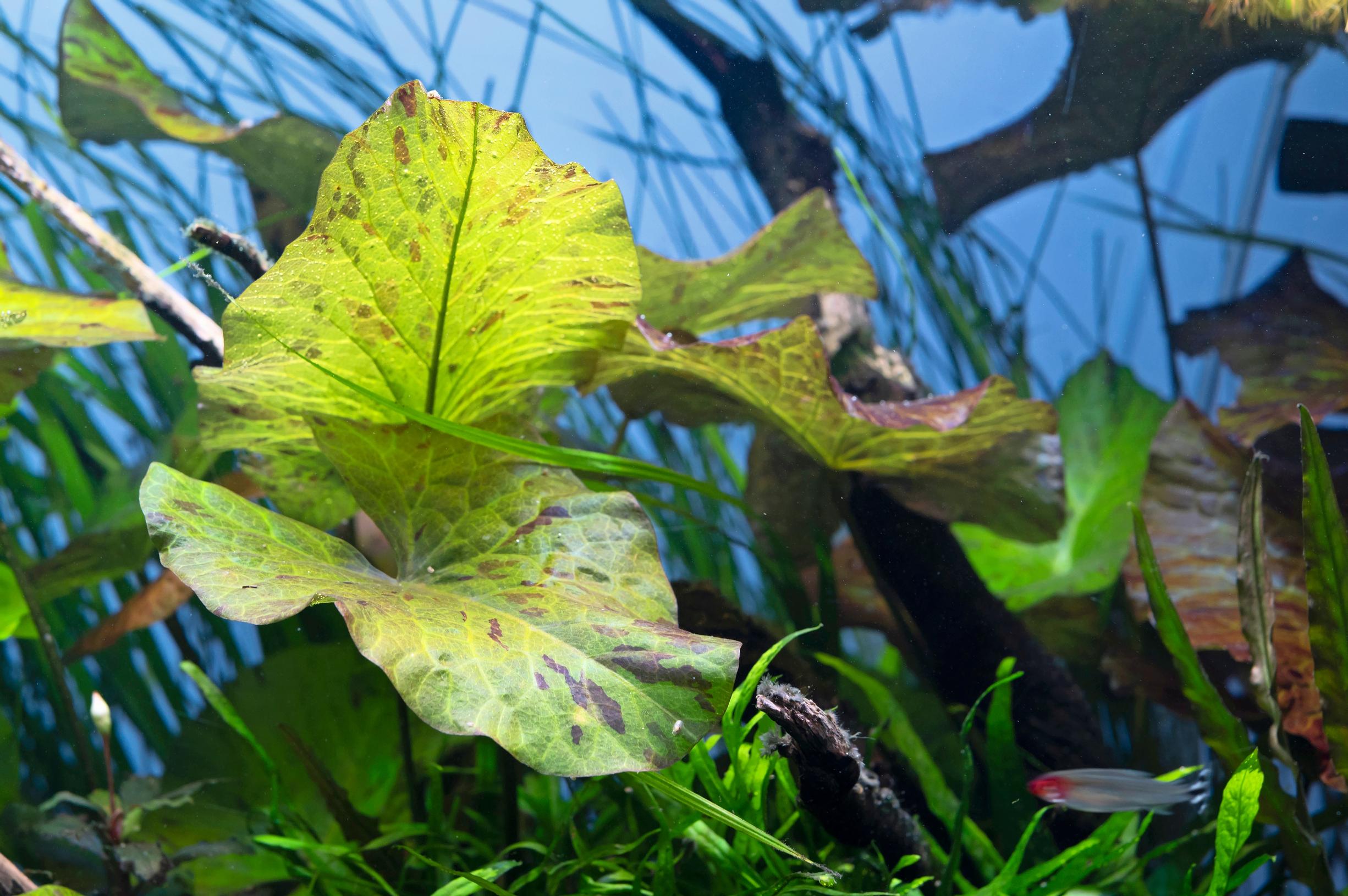 Tiikerilumme Nymphaea lotus