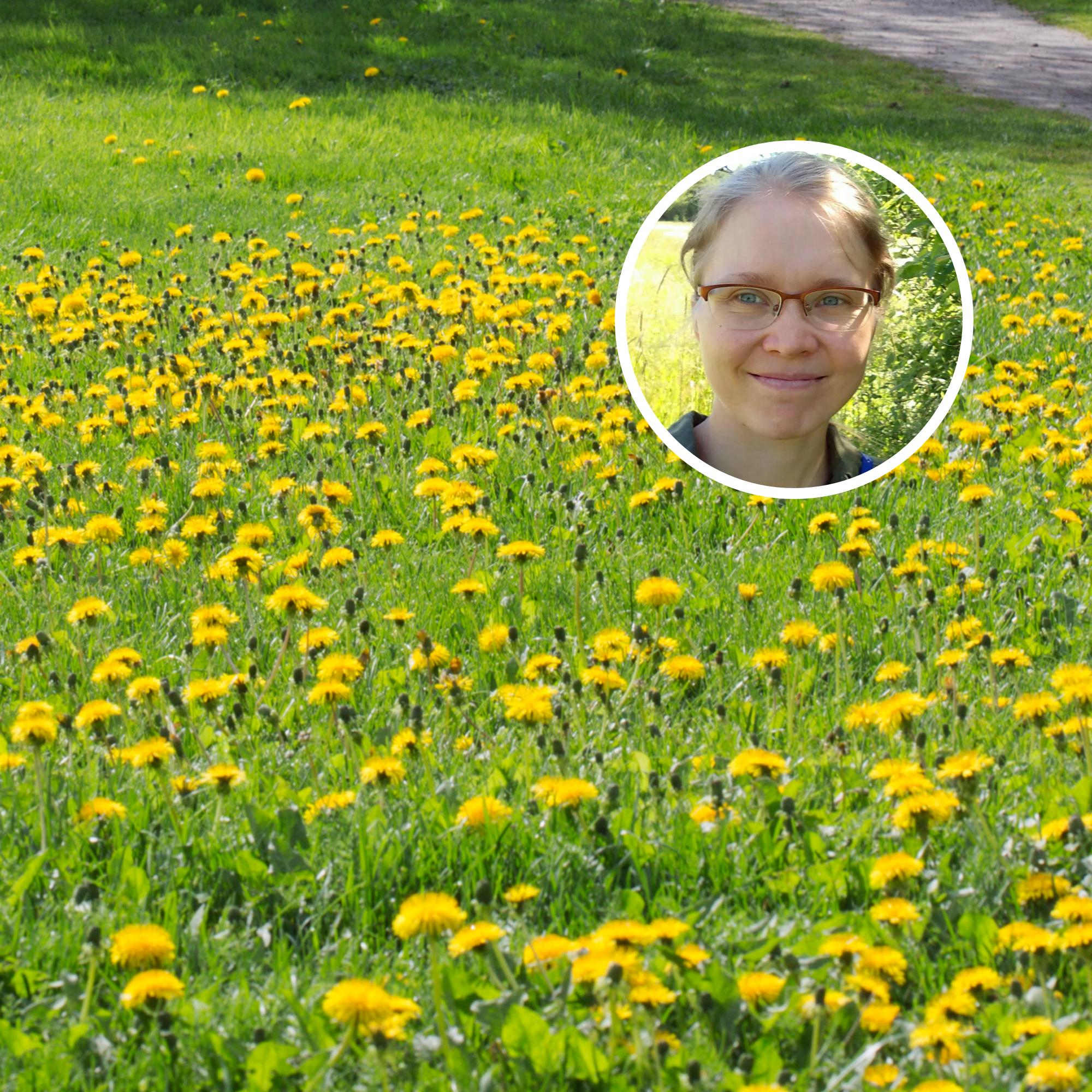 Tutkija: ”Rohkea ihminen sallii voikukkien kasvaa pihansa nurmikoilla” 