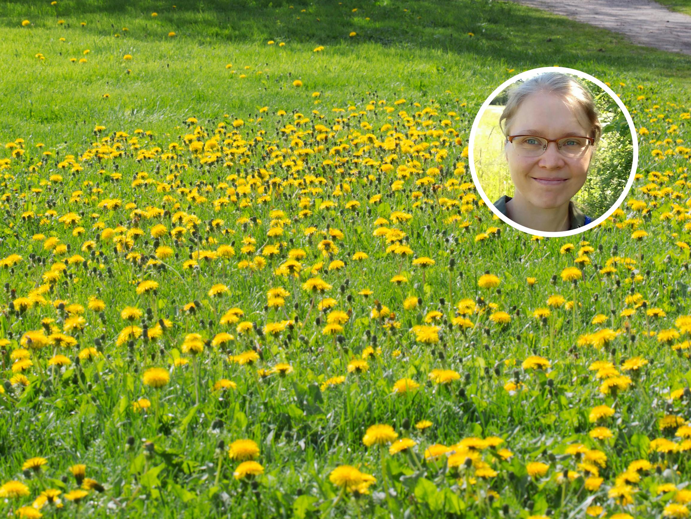 Tutkija: ”Rohkea ihminen sallii voikukkien kasvaa pihansa nurmikoilla” 