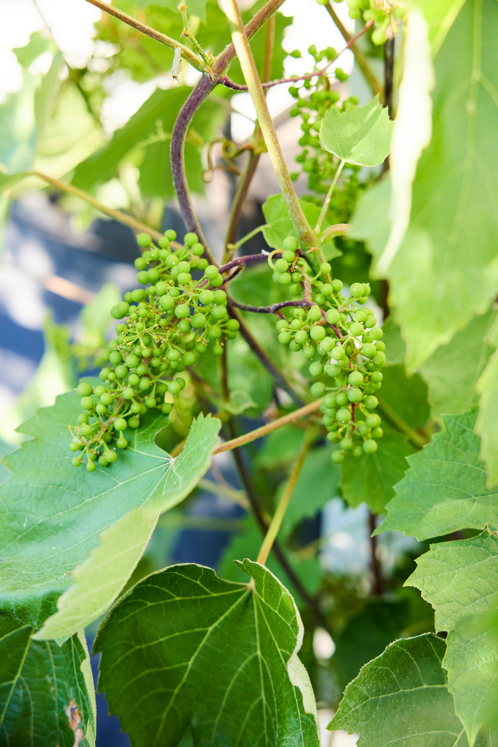 ’Somerset Seedless' -viiniköynnös