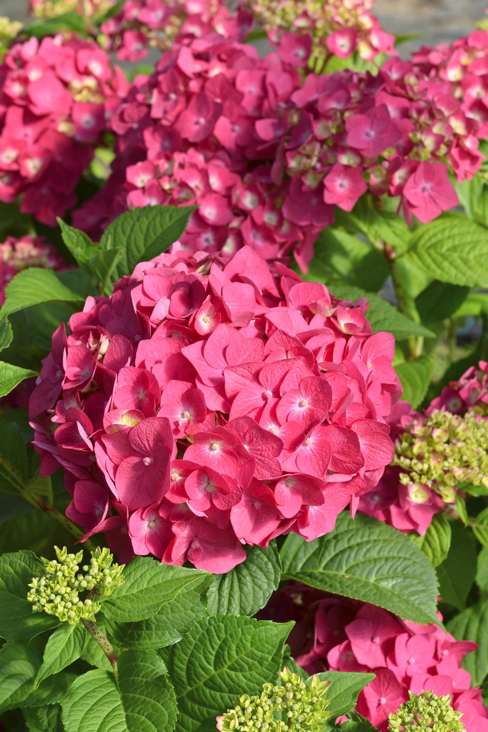 Helpot pensaat: jalohortensia Summer Love