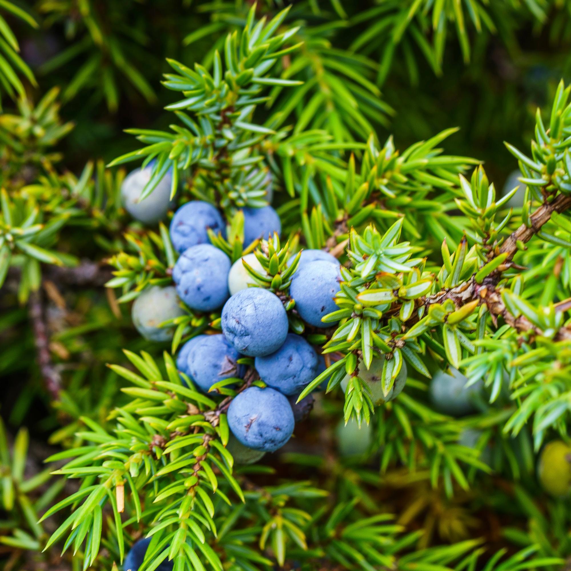 Katajanmarja on metsän oma pippuri – voimakas mauste antaa riistaan ja kalaan upean aromin