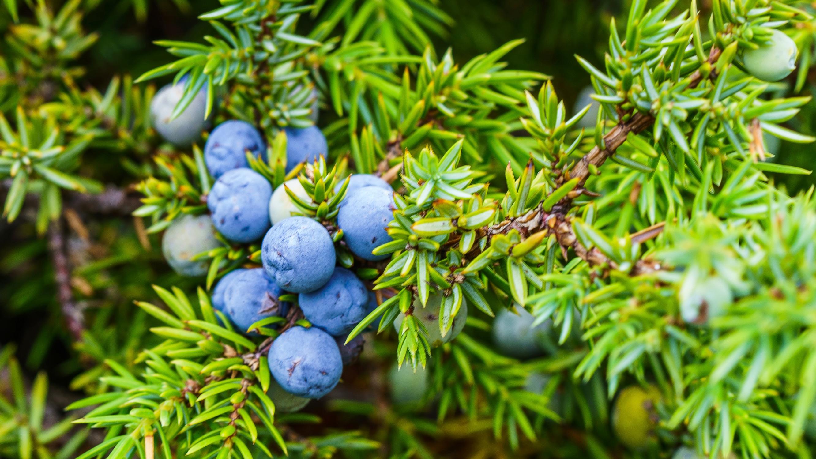 Katajanmarja on metsän oma pippuri – voimakas mauste antaa riistaan ja kalaan upean aromin