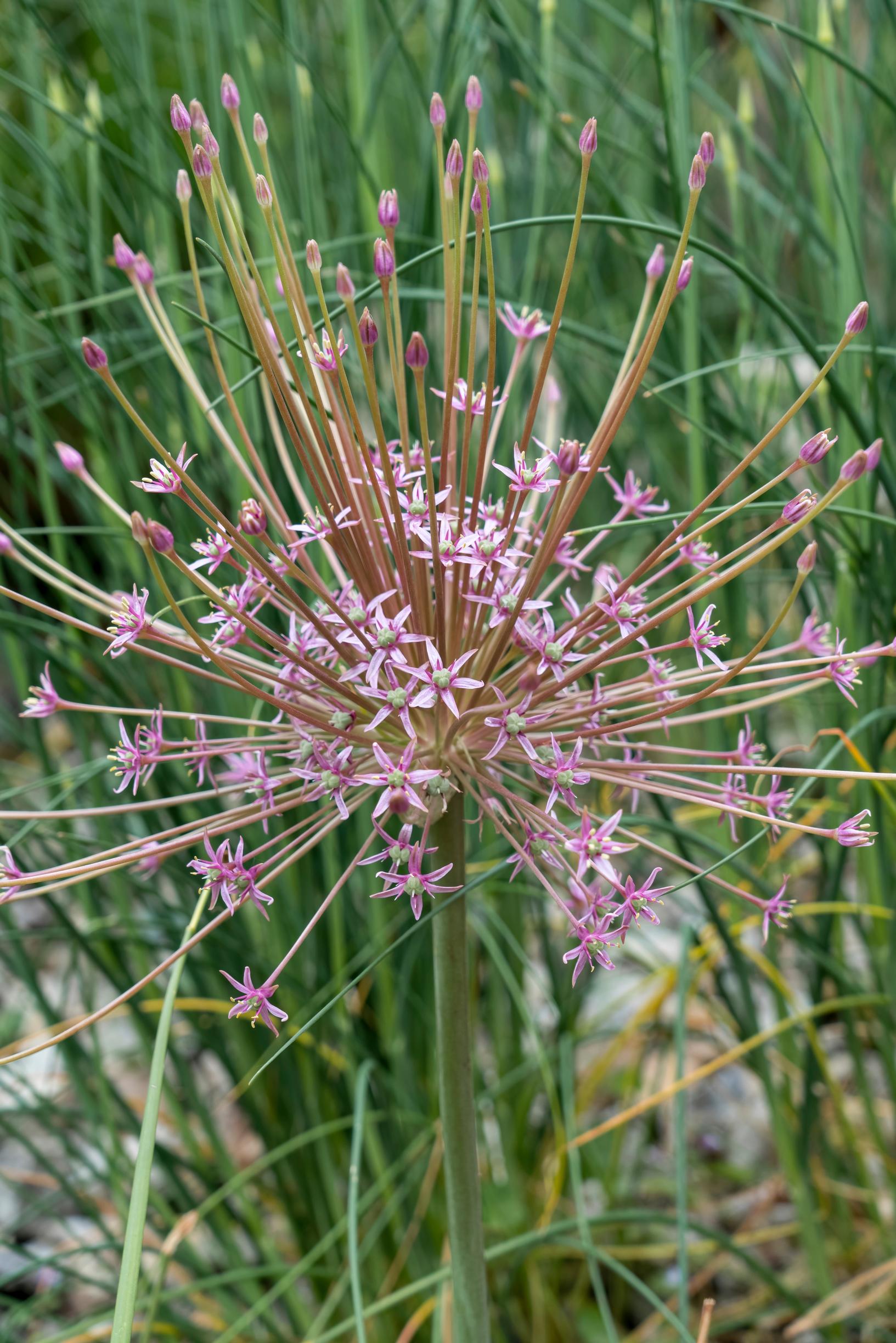 Palestiinanlaukka, Allium schubertii