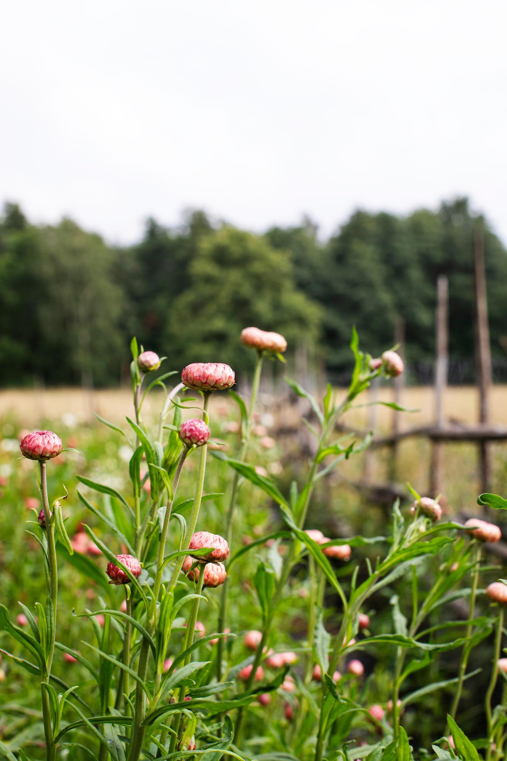 Olkikukka ’Salmon Rose’