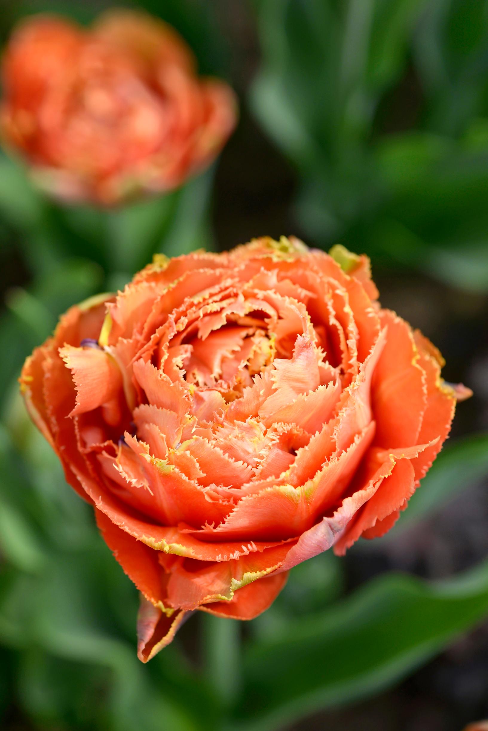 Tulppaani 'Sensual Touch'