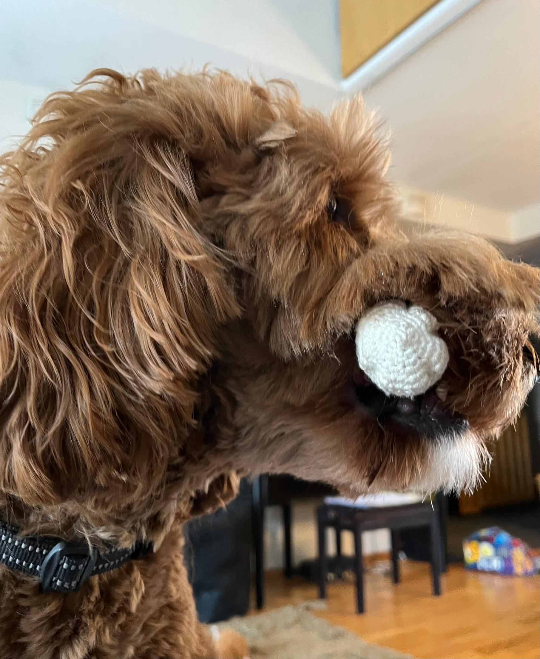 Australianlabradoodle Aku ja virkattu koiranlelu