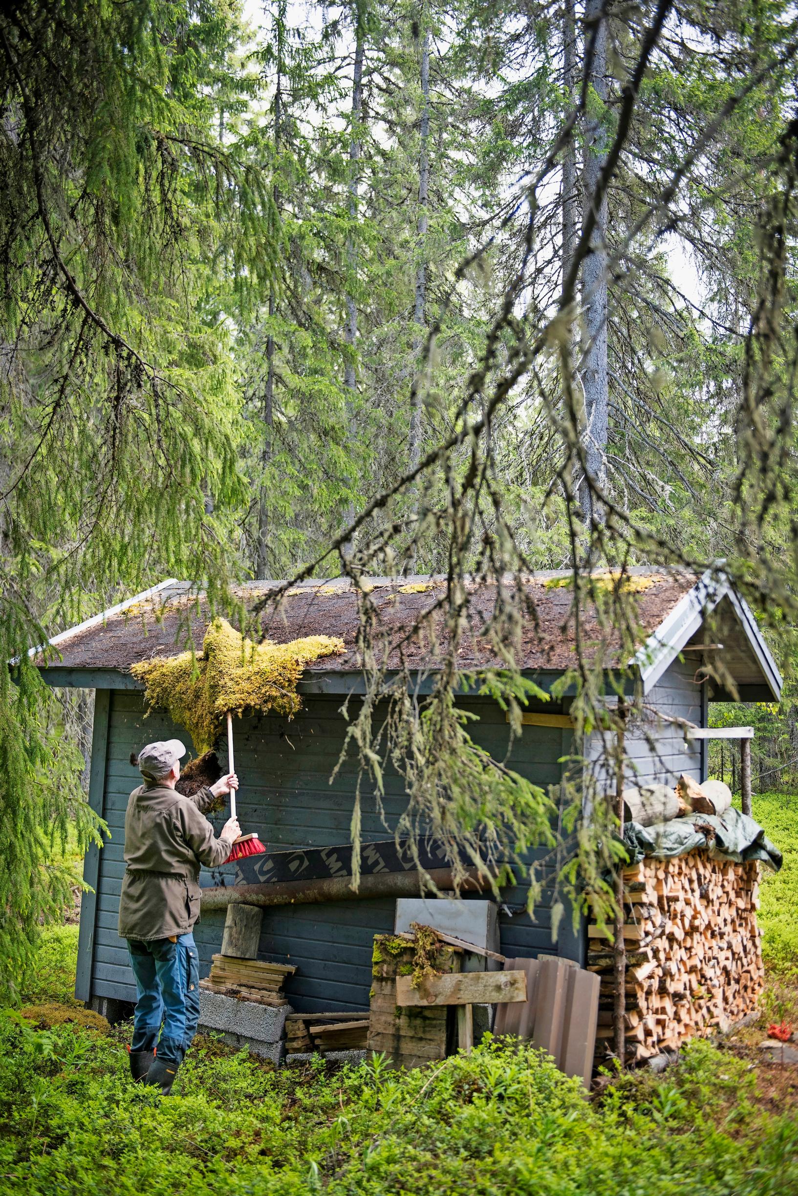 Sammalen irrotusta puuvajan katolta