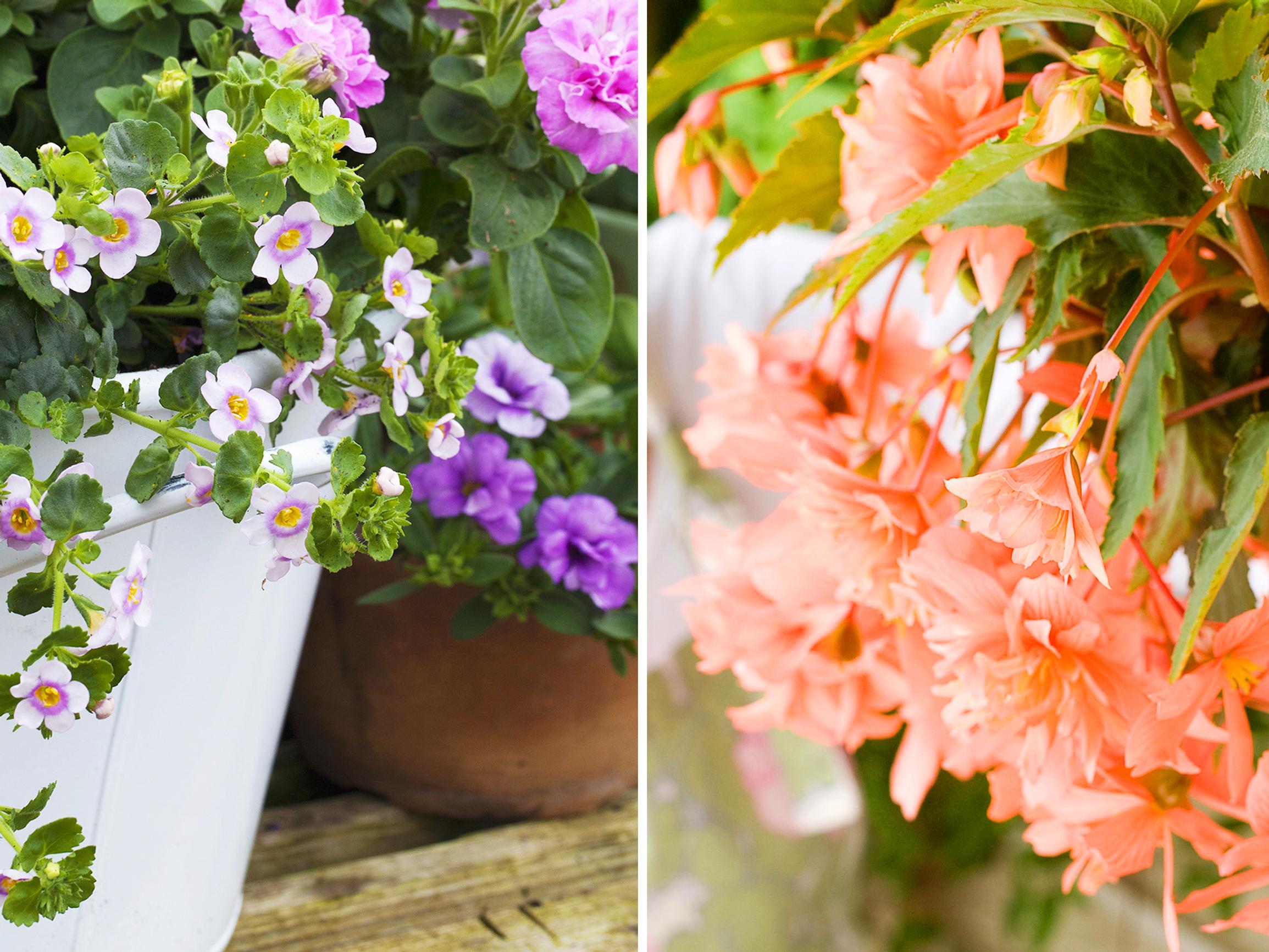 Helpot kesäkukat varjoon