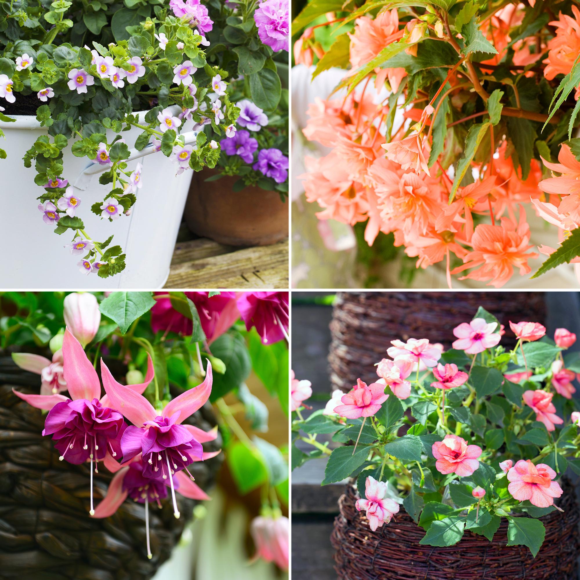 Helpot kesäkukat varjoon