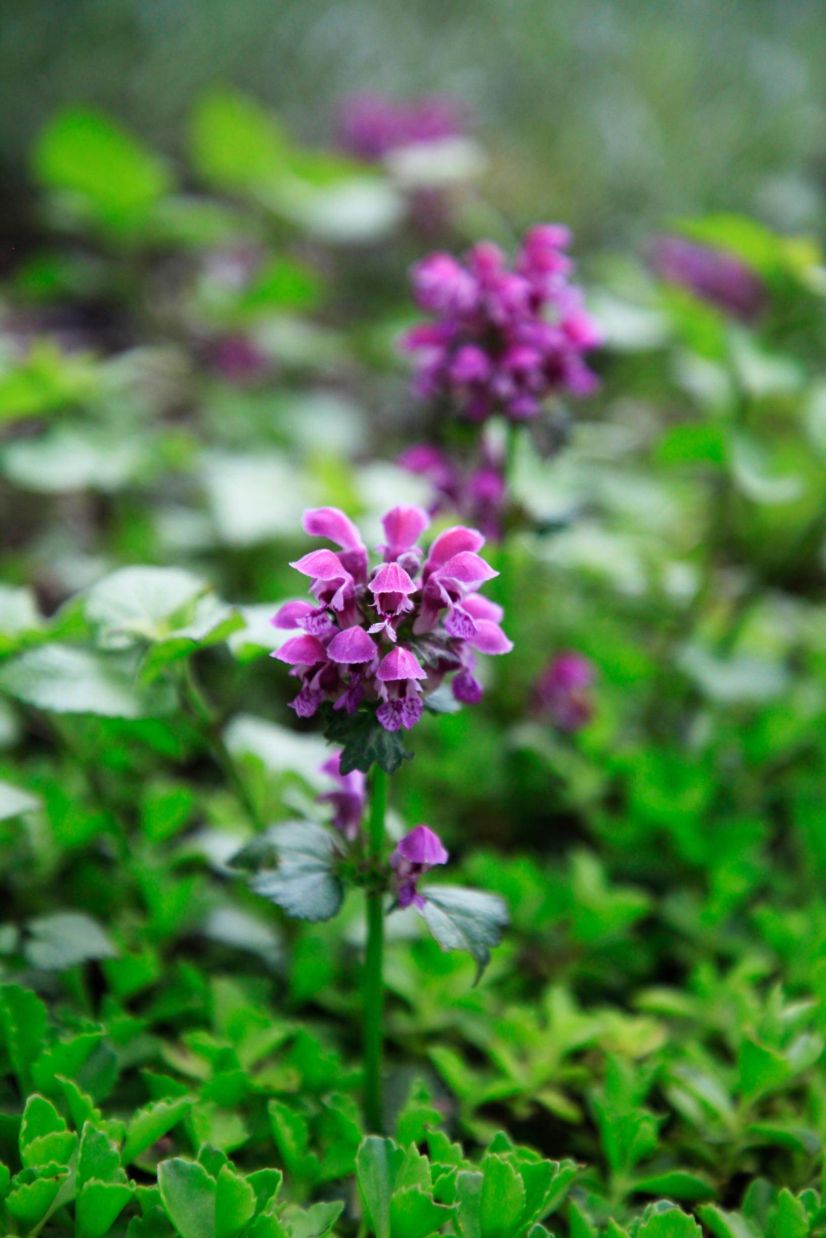 Violetit ja purppurat kukat tuovat keltaisen vastavärinä mukavaa kontrastia puutarhaan. Kuvassa hopeatäpläpeippi.