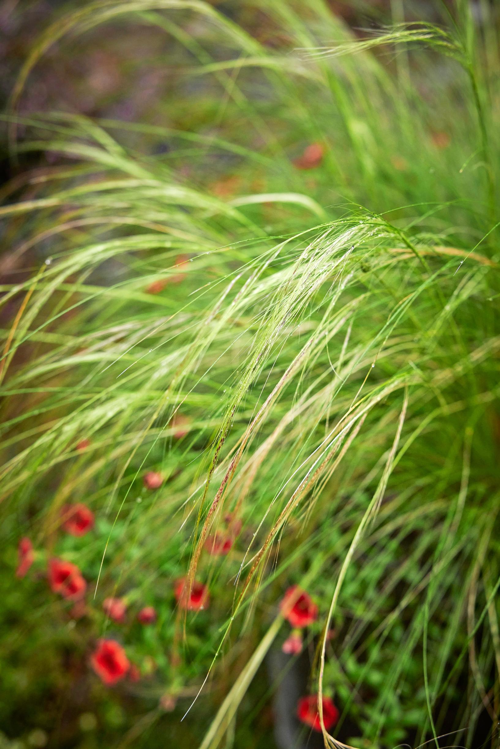 Hentohöyhenheinä, Stipa tenuissima