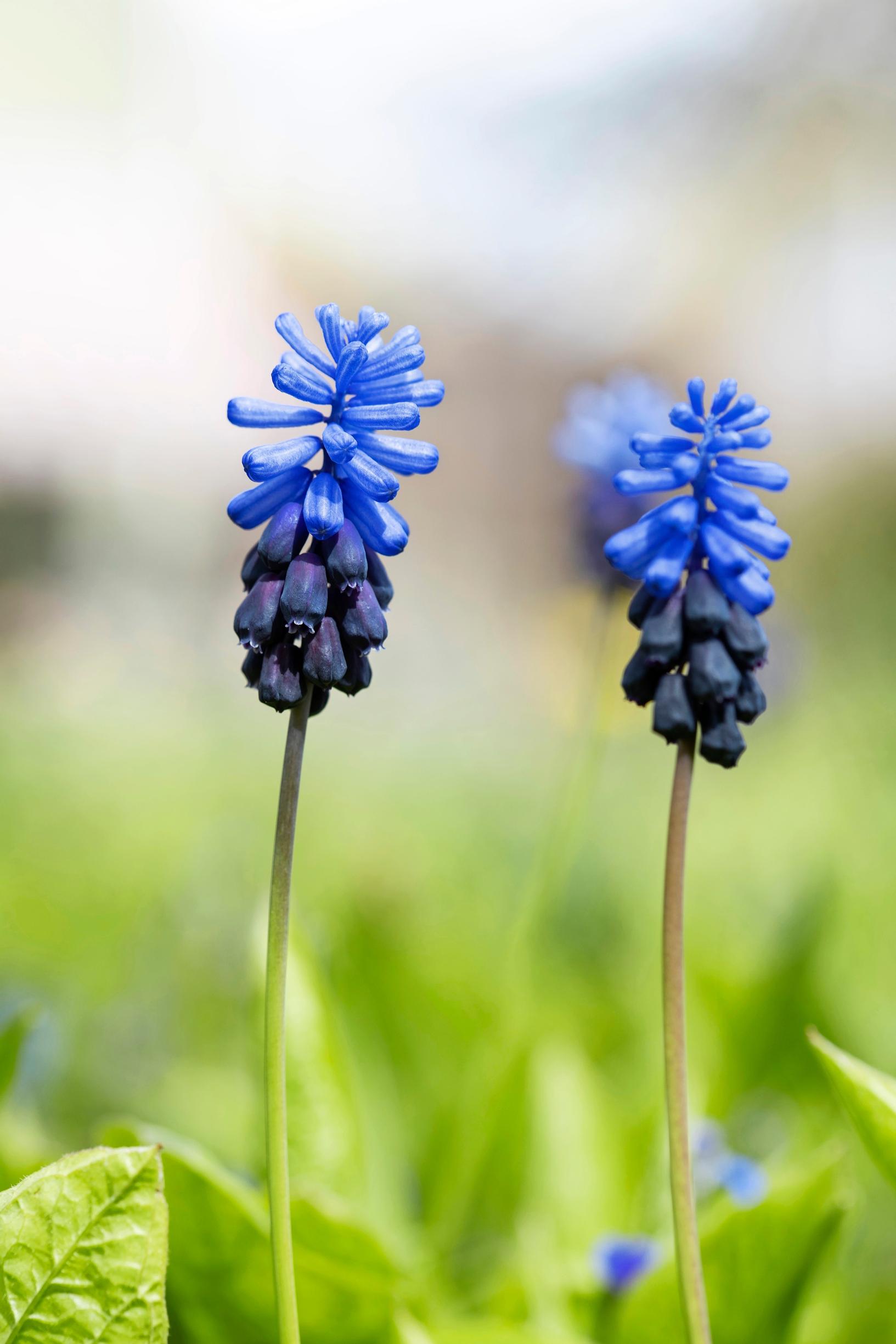 Isohelmililja, Muscari latifolium