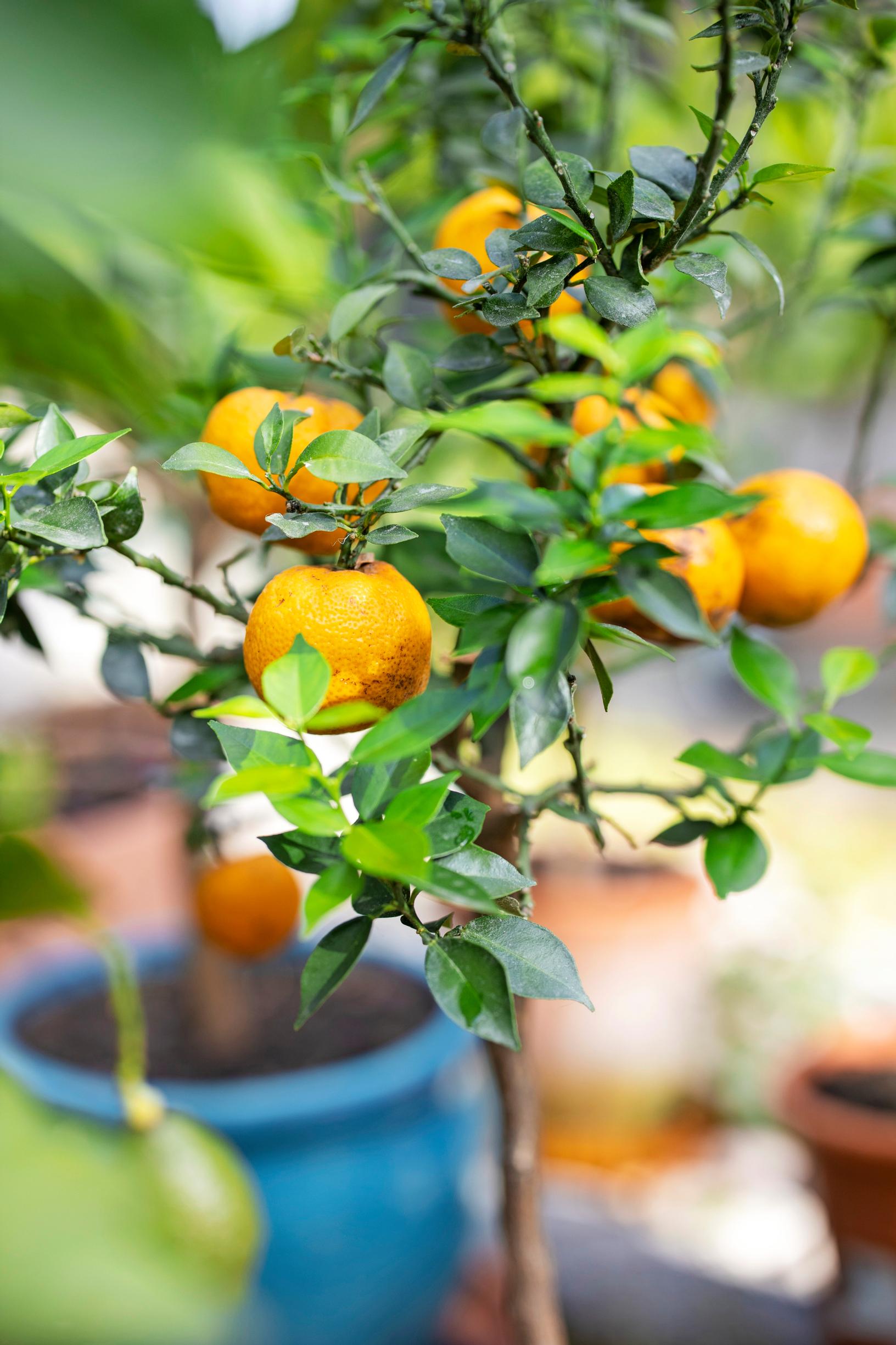 'Chinotto' Citrus x aurantium 'Chinotto' eli kinotto ja myrtinlehtipomeranssi