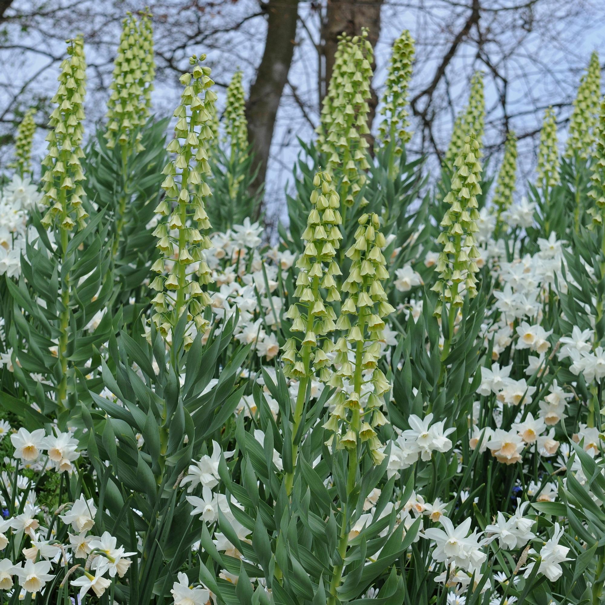 Persianpikarililja ’Ivory Bells’