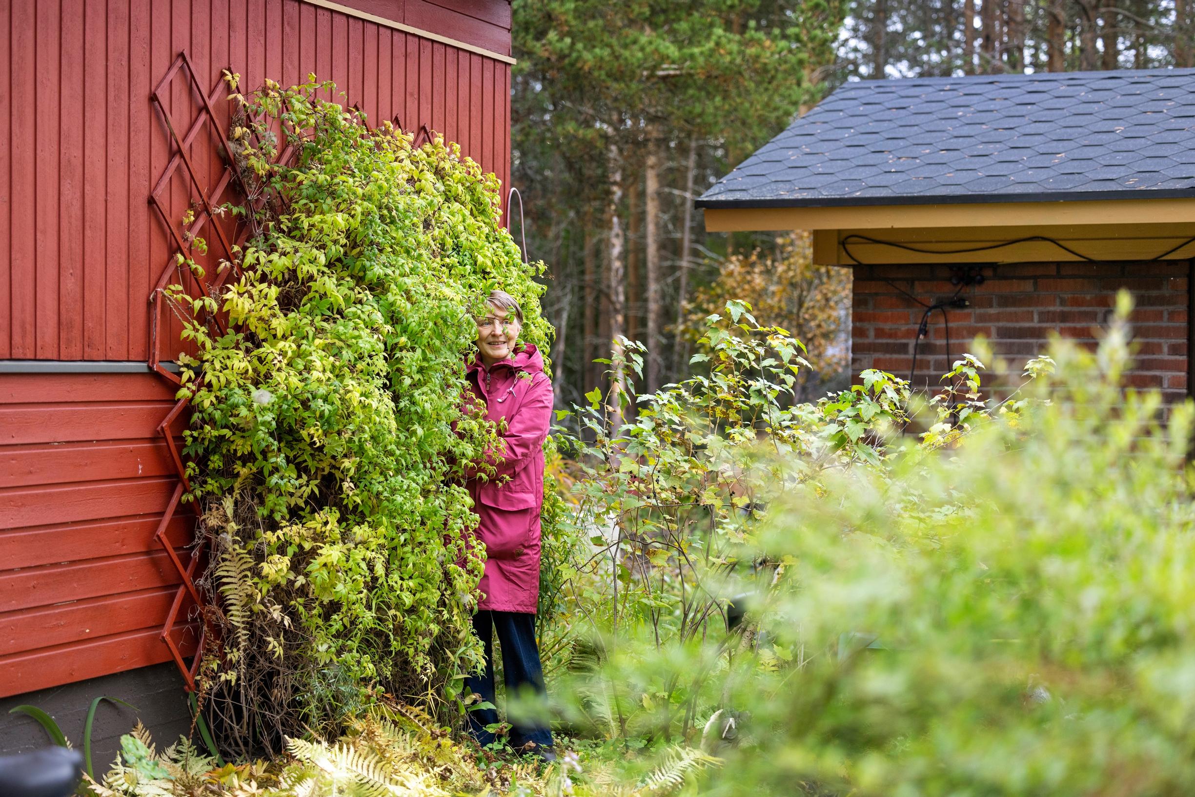 Heidi Ukkolan siperiankärhö on muhkea.