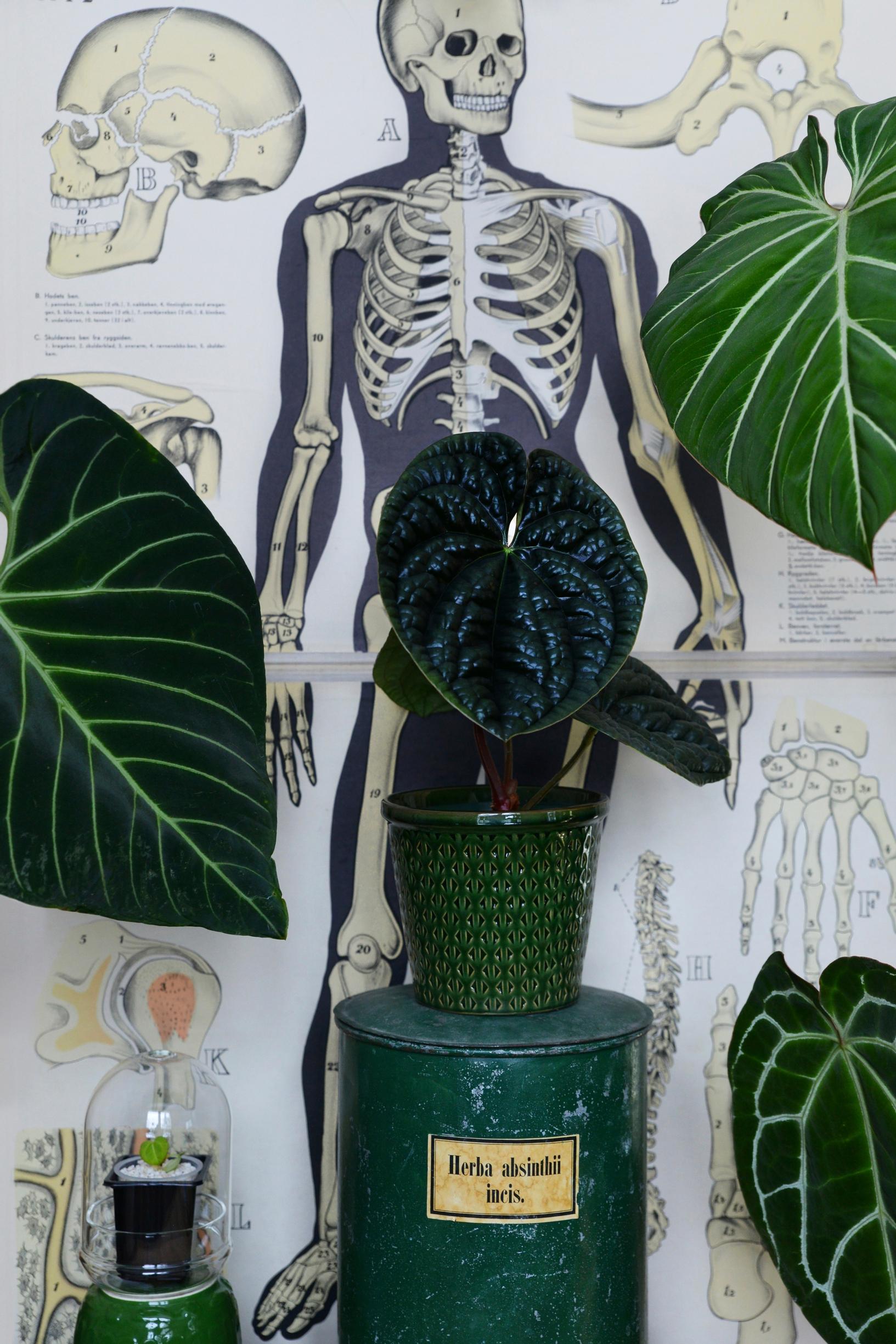 viherkasvi flamingokukka anthurium luxurians