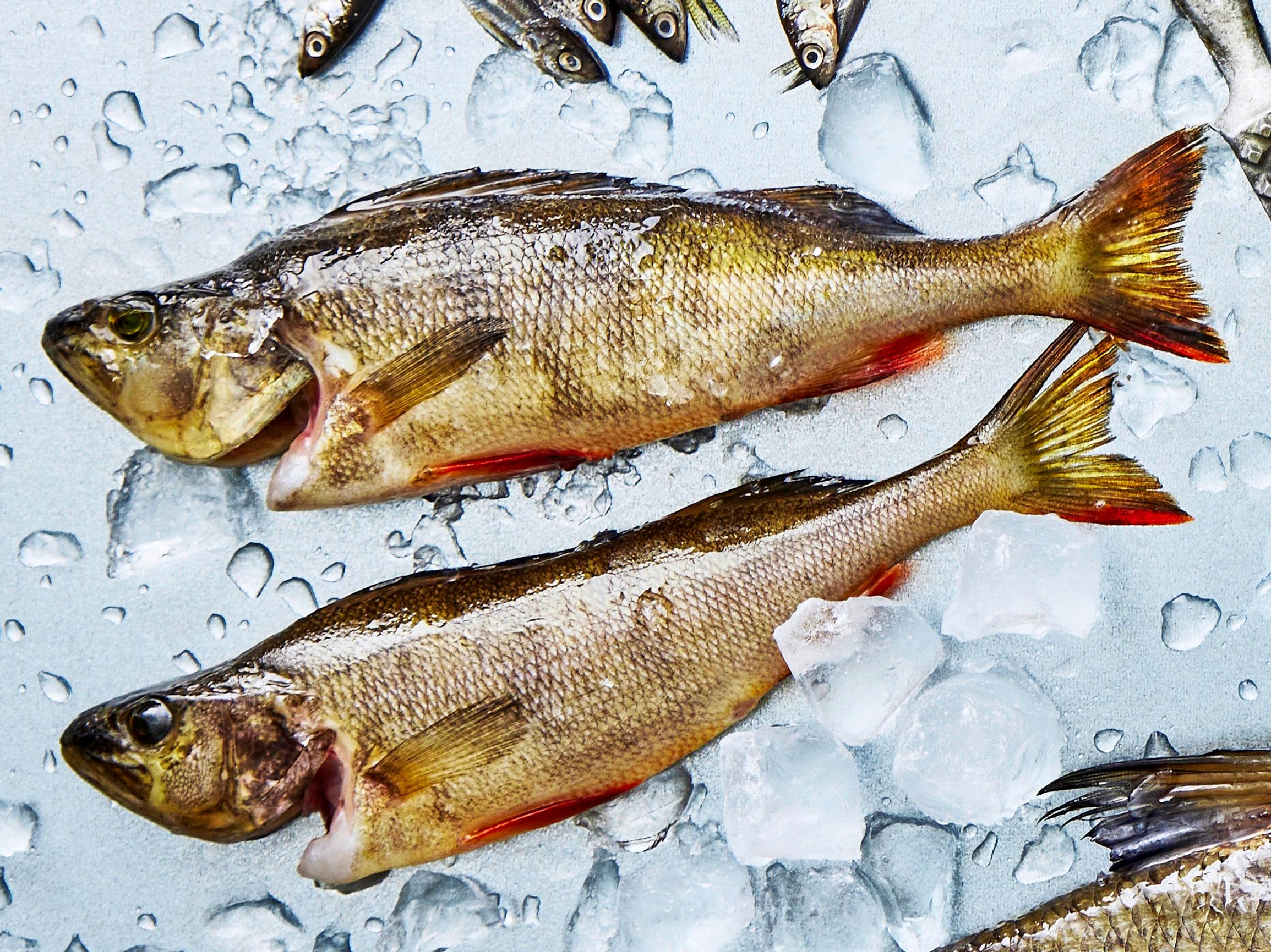 Ahven on rakastettu ja monikäyttöinen ruokakala – nappaa parhaat reseptit & vinkit ahvenen käyttöön