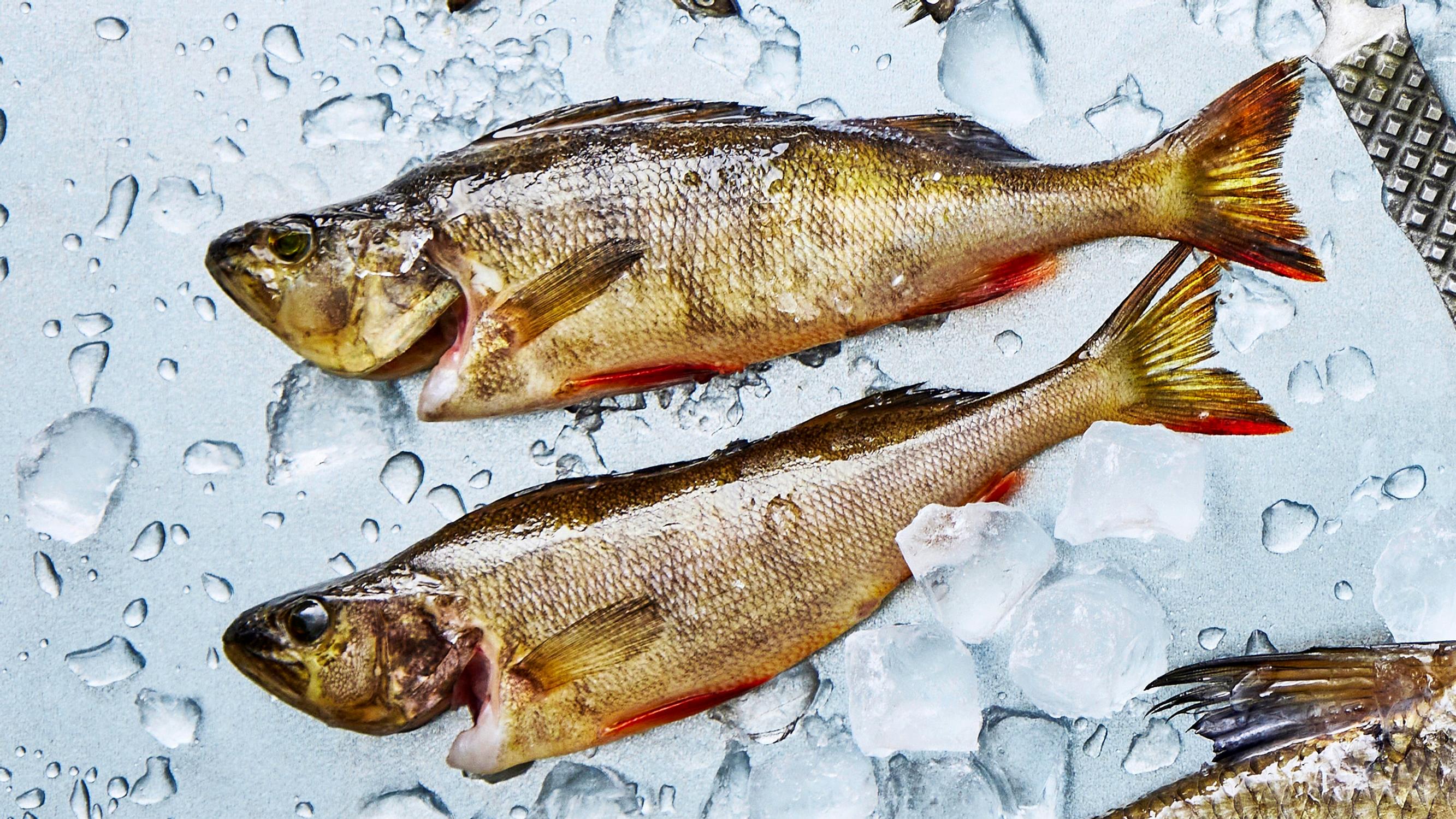 Ahven on rakastettu ja monikäyttöinen ruokakala – nappaa parhaat reseptit & vinkit ahvenen käyttöön