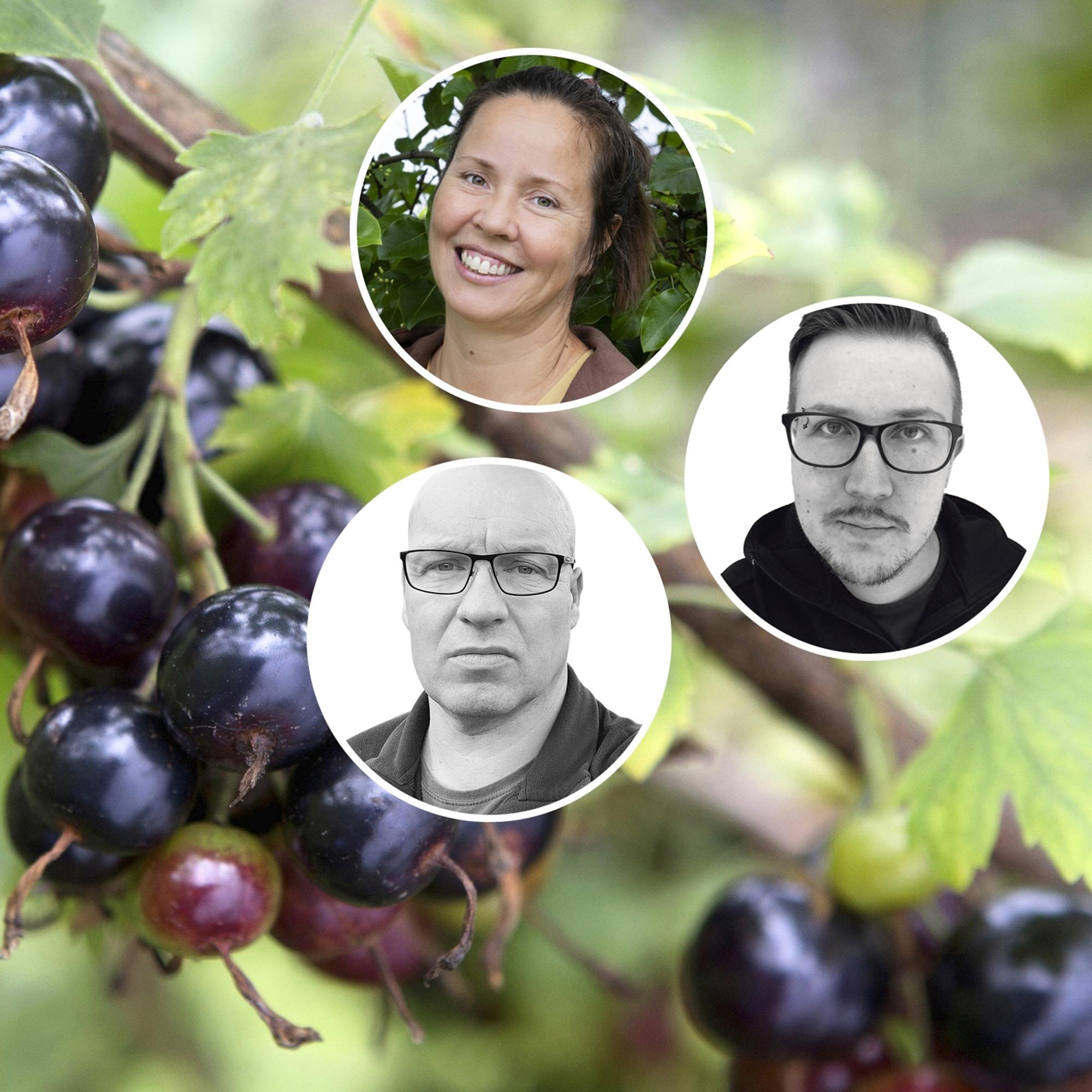 Tunnetko jo syysoliivin, pensaspuolukan ja nelikkomarjan? Poimi pihaasi erikoiset marjapensaat, jotka tuottavat herkullista satoa