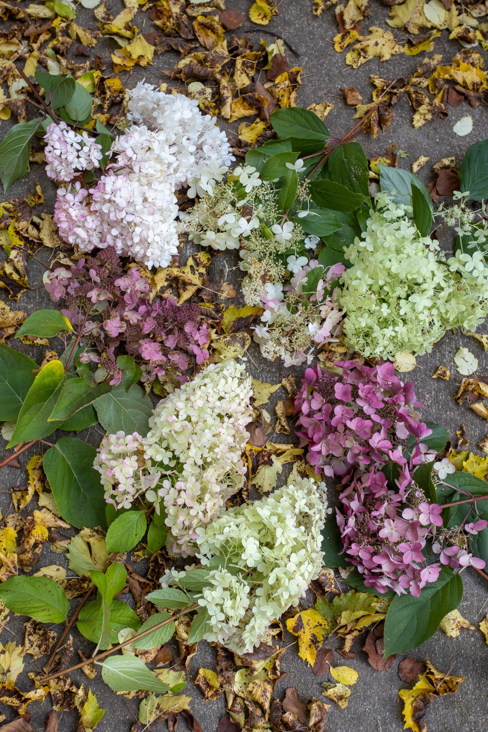 hortensia kukka pensas syyspiha syksy