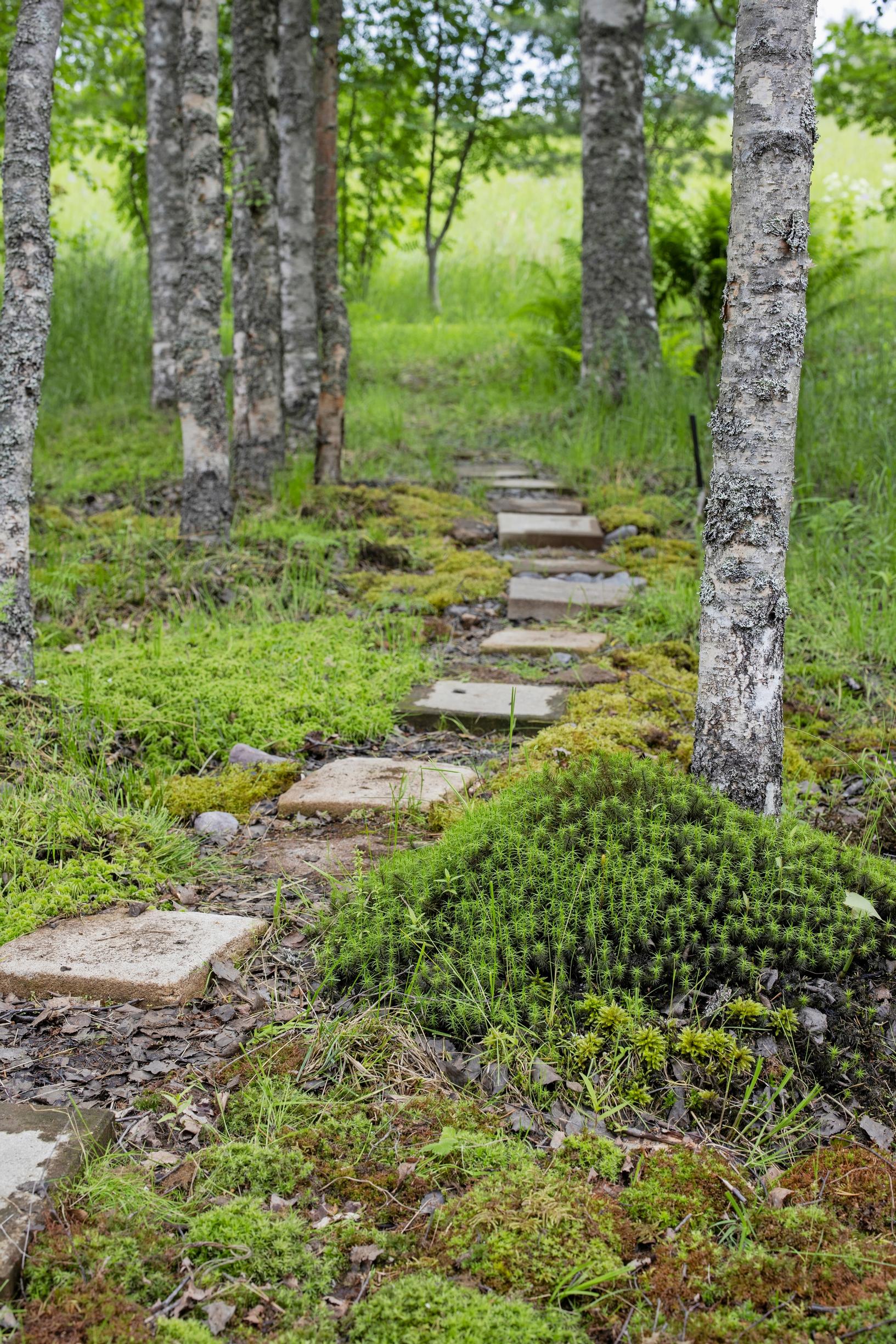 luonnonmukainen puutarha