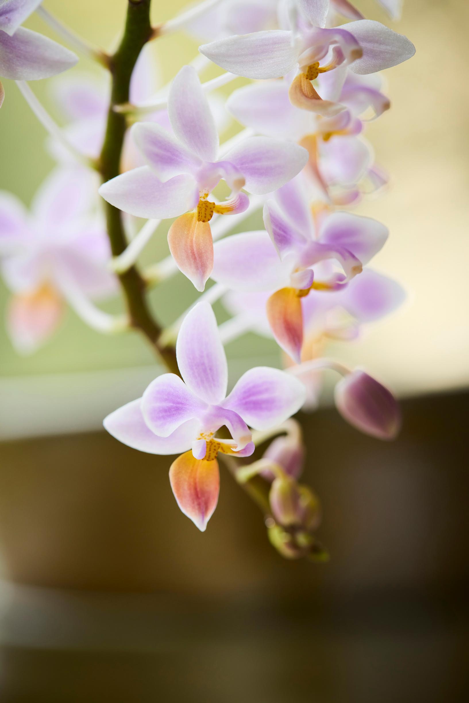 Apari, Phalaenopsis equestris -risteymä