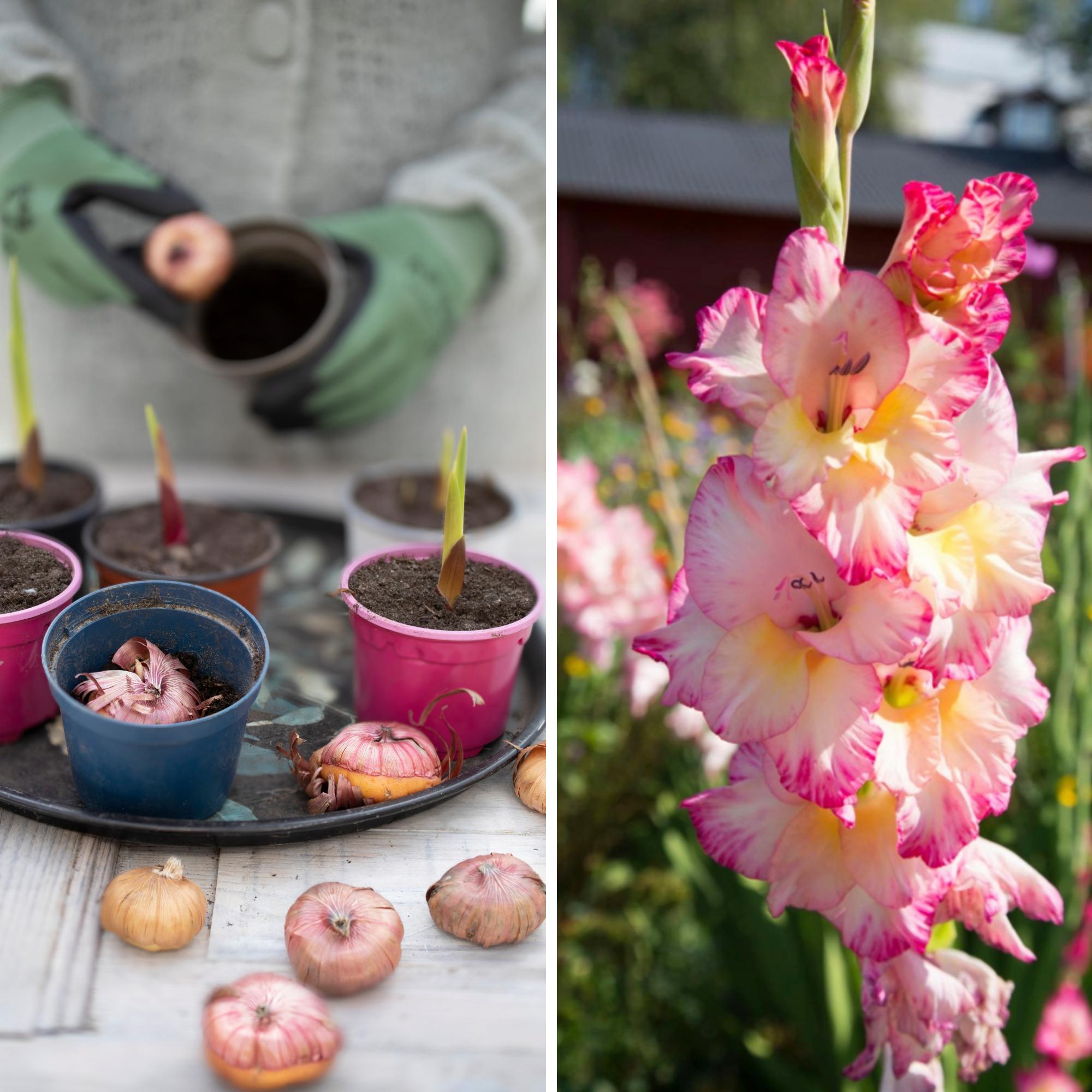 Gladioluksen esikasvatus aikaistaa kukintaa – kurkkaa myös niksi, jolla saat kukkaloiston jatkumaan pitkään!