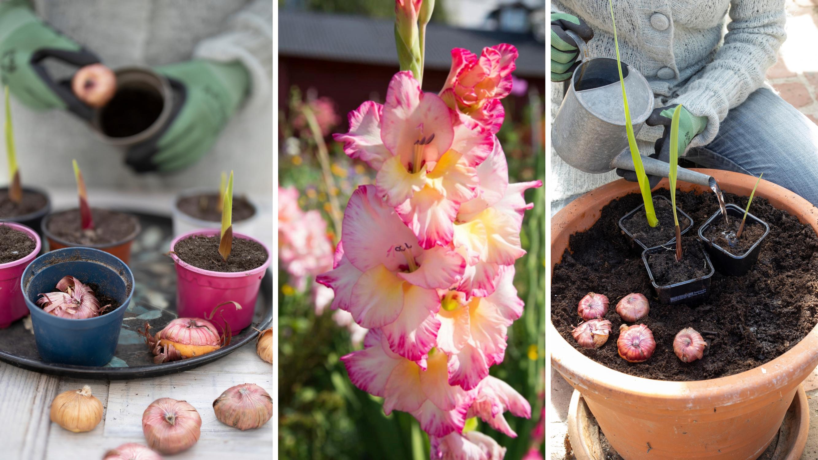 Gladioluksen esikasvatus aikaistaa kukintaa – kurkkaa myös niksi, jolla saat kukkaloiston jatkumaan pitkään!