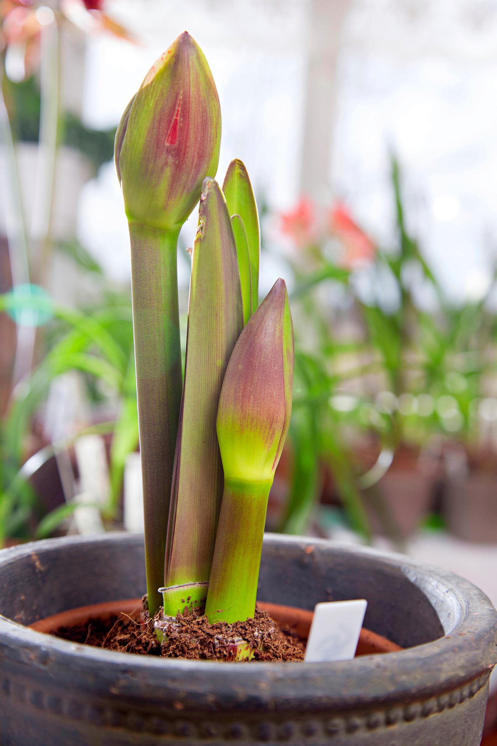 Amaryllis eli ritarinkukka nuppuisena