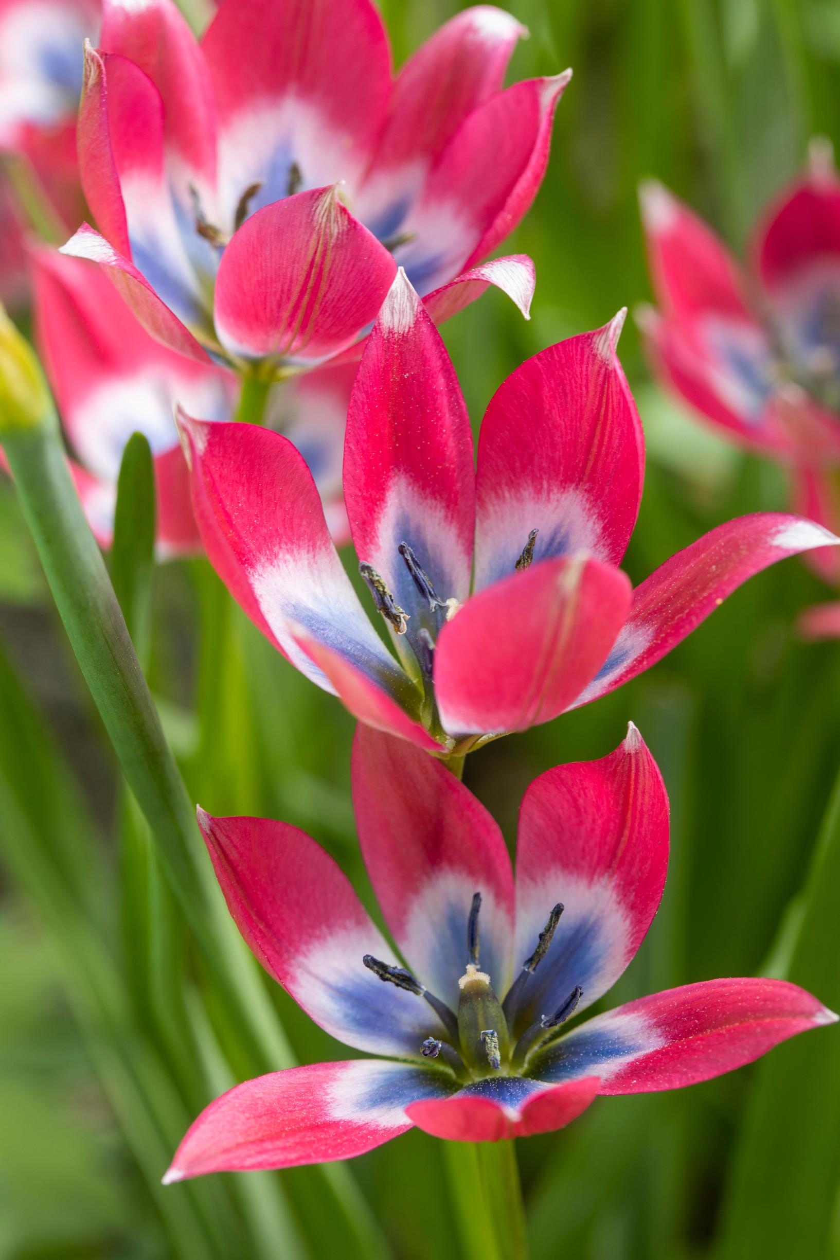 Tähtitulppaani (Tulipa humilis)