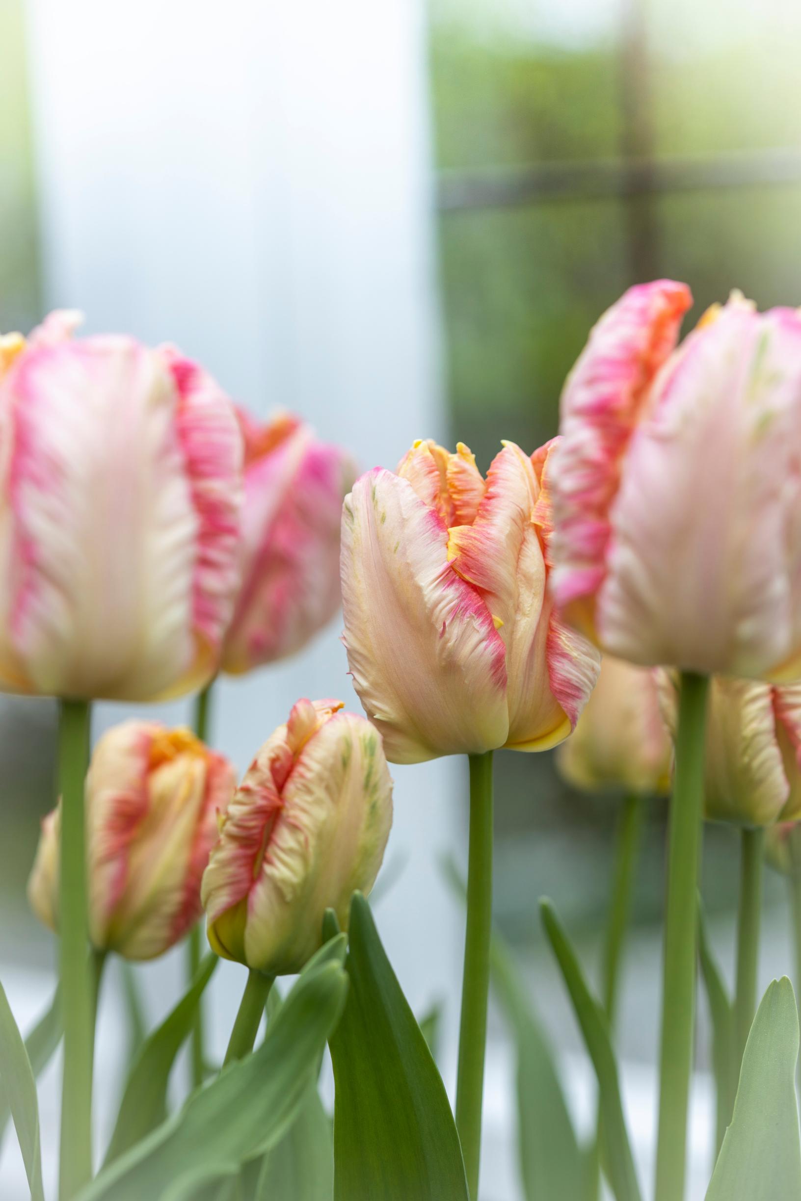 'Apricot Parrot' -tulppaani