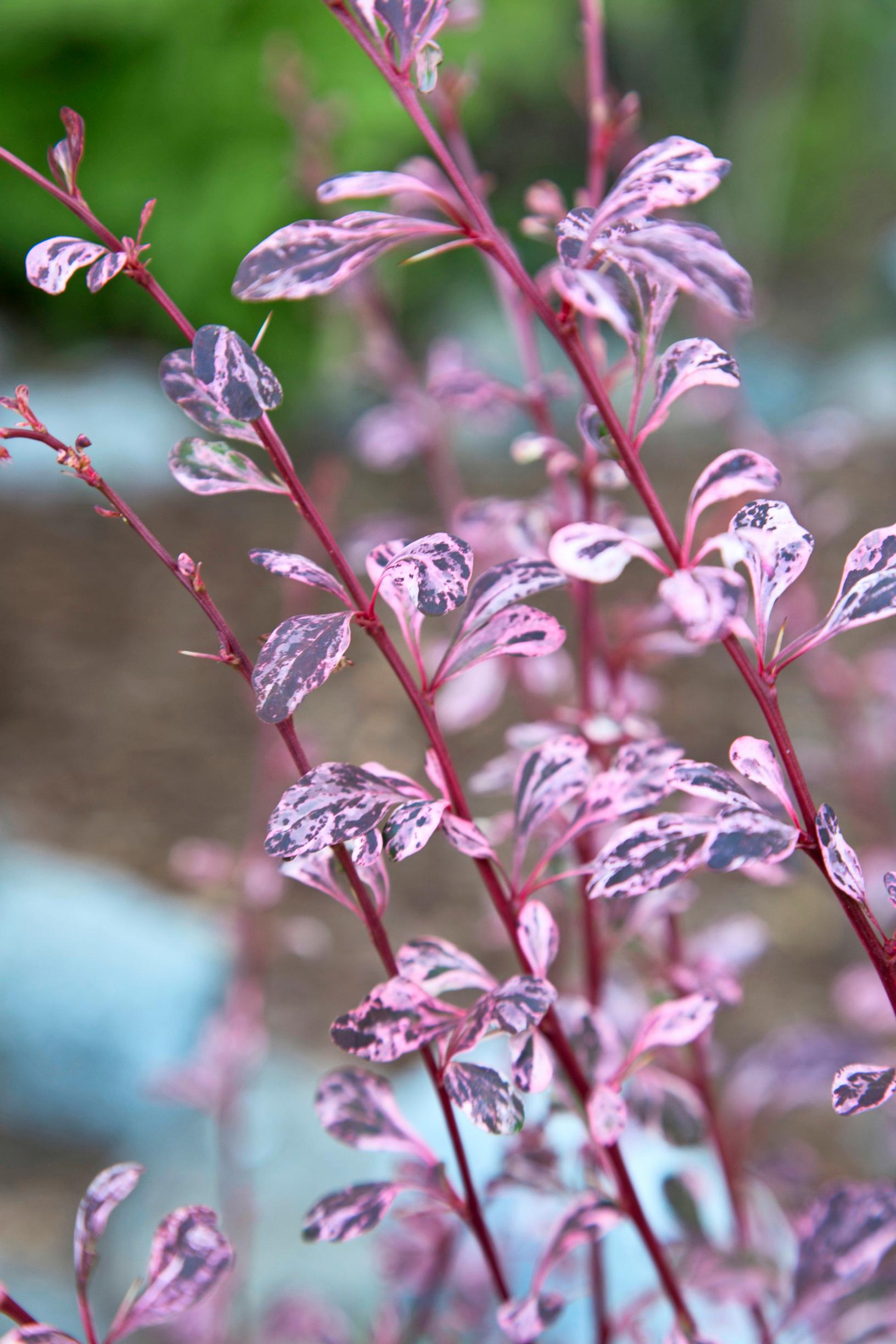 ’Harlequin’-happomarja.