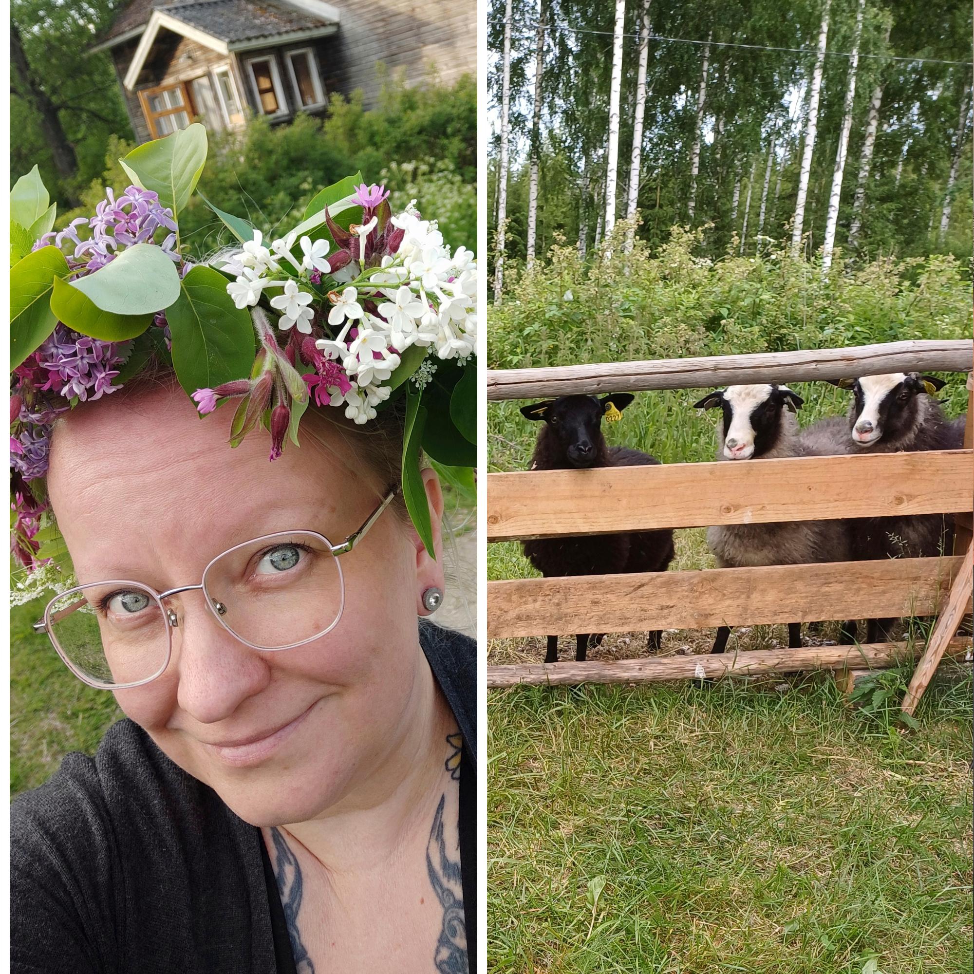 Tiina hankki mökille kesälampaita ja -ankkoja: ”Lampaiden hoito oli alkuun vähän härdelliä, kun niitä syötettiin tuttipulloilla”