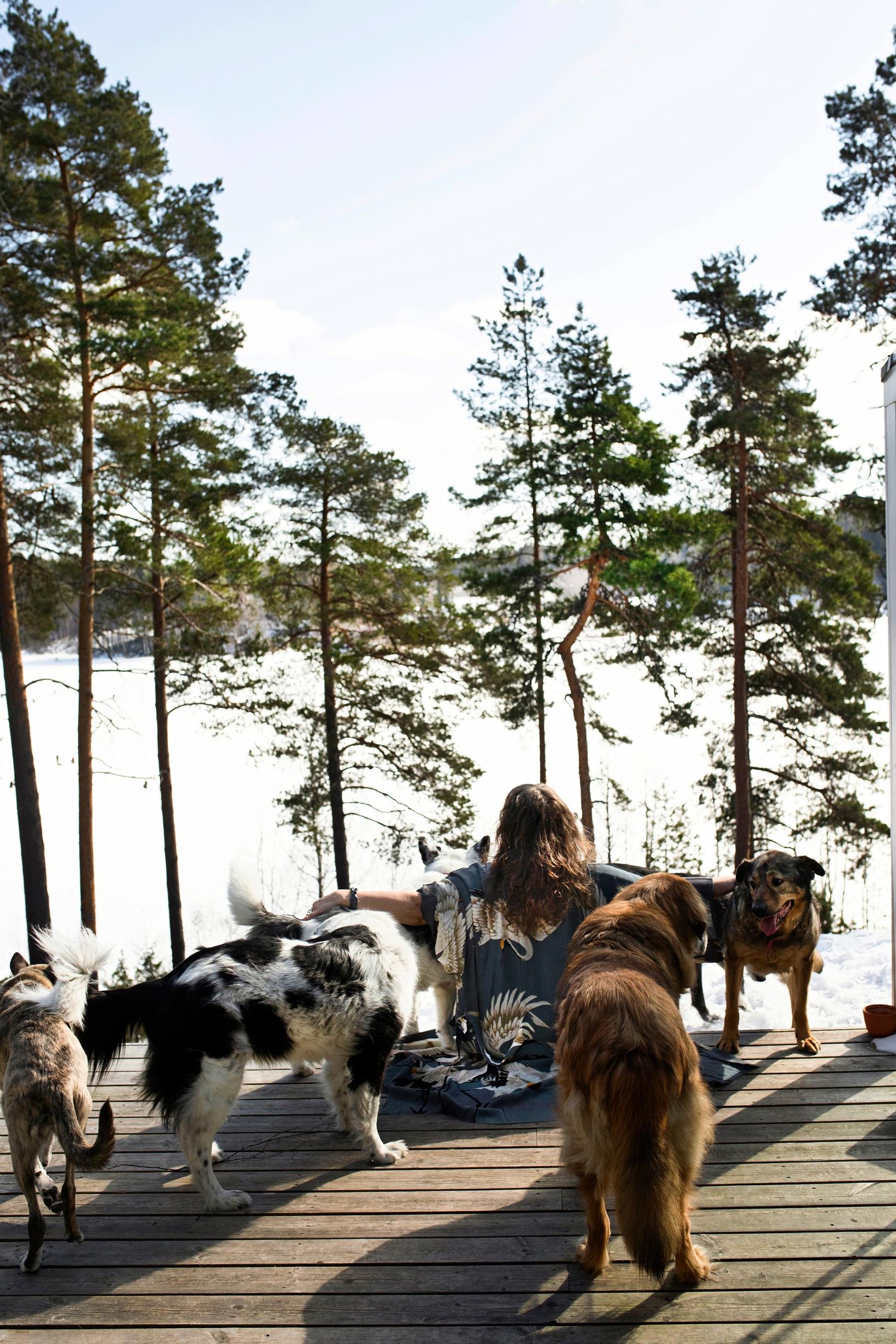 Nainen ja koirat terassilla, etualalla mäntyjä