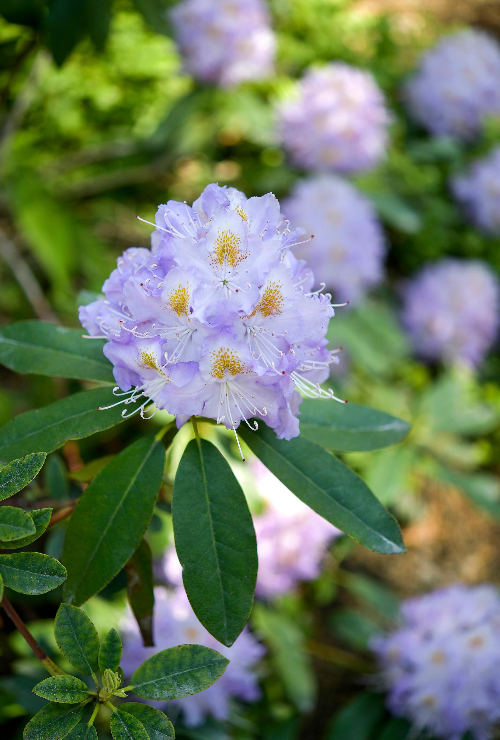 Puistoalppiruusu ’Everestianum’