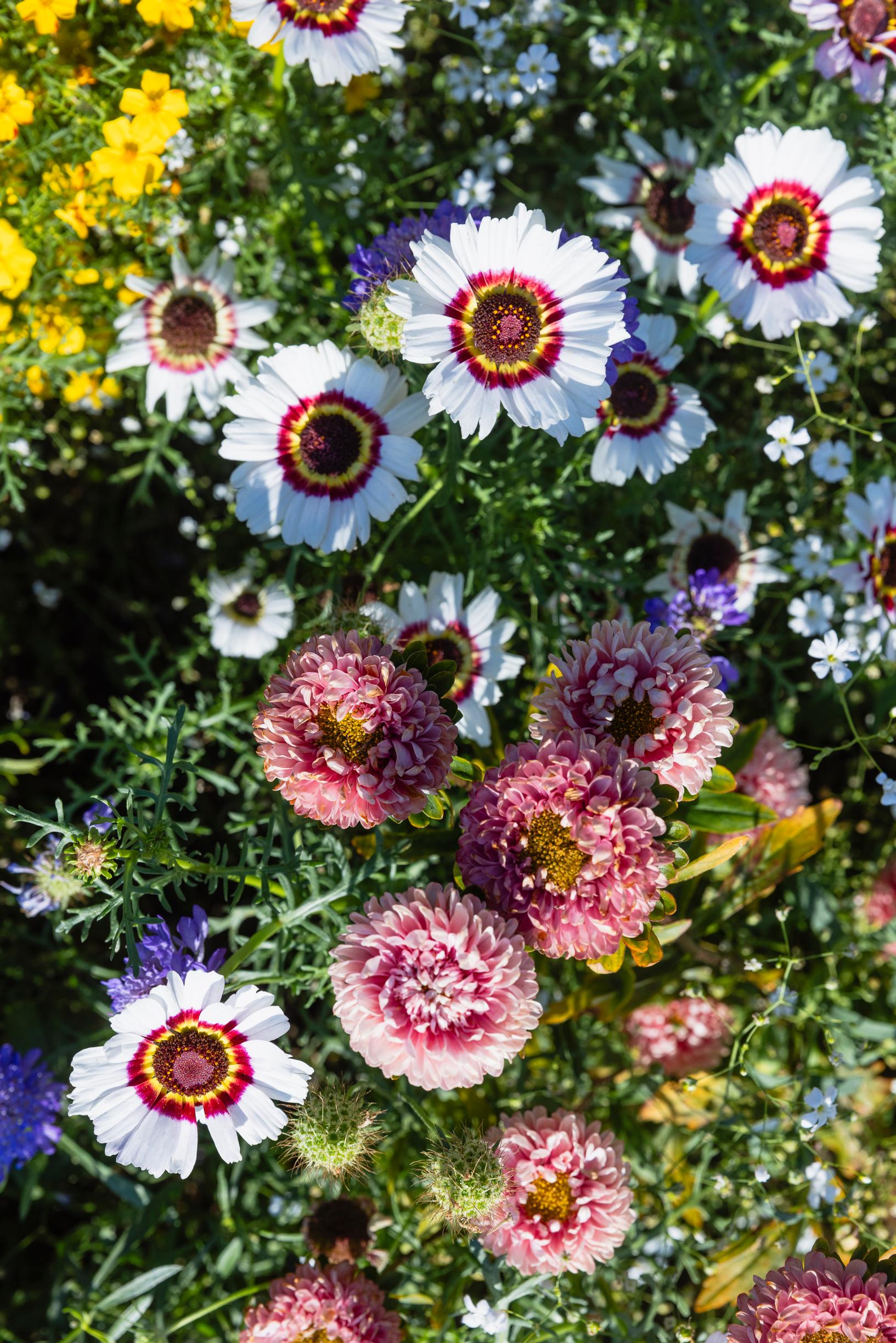 Kirjokakkara Chrysanthemum carinatum 'Cockade' ja Callistephus chinensis, 'Matsumoto Apricot'.