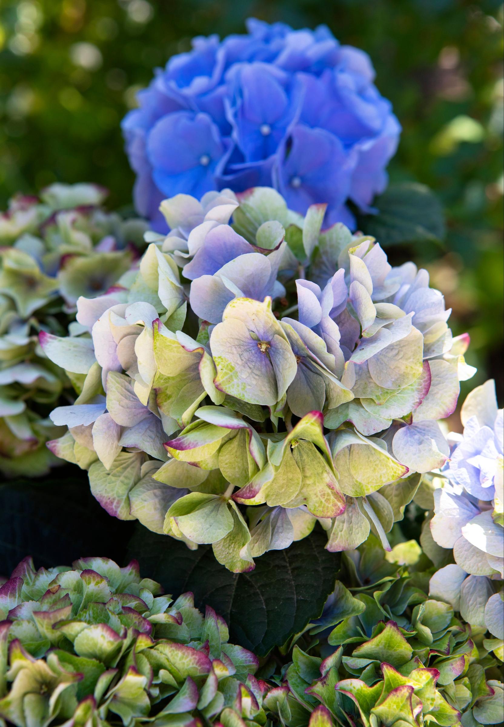 Sininen jalohortensia