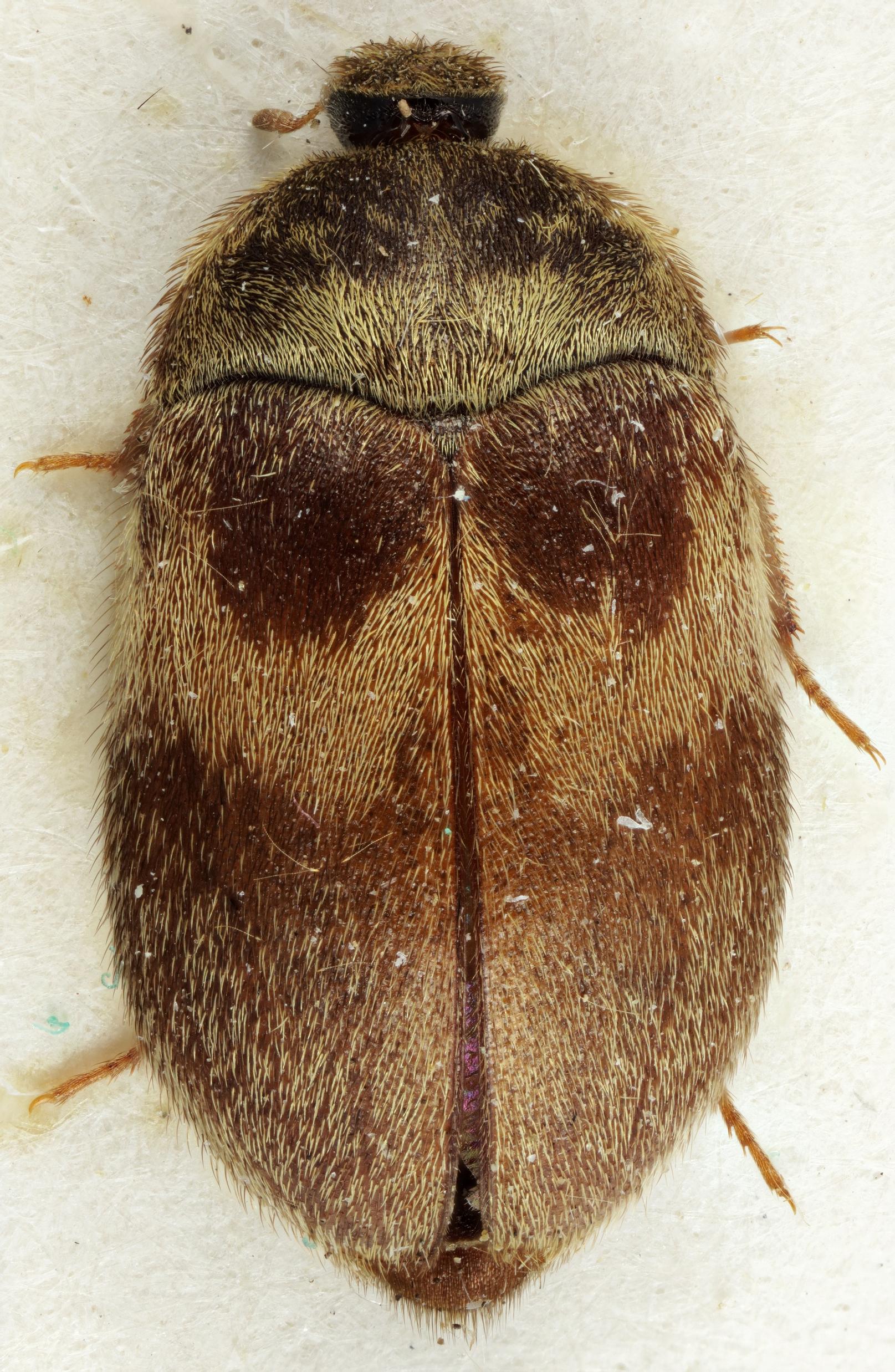 Vyöturkiskuoriainen, Attagenus woodroffei