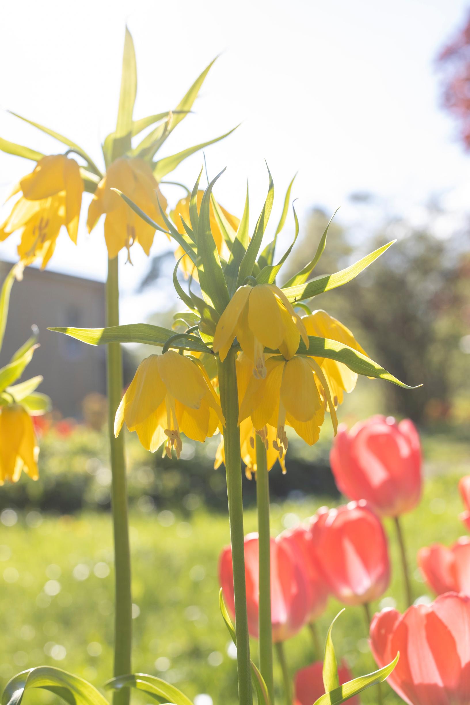 Keisarinpikarililja 'Lutea'