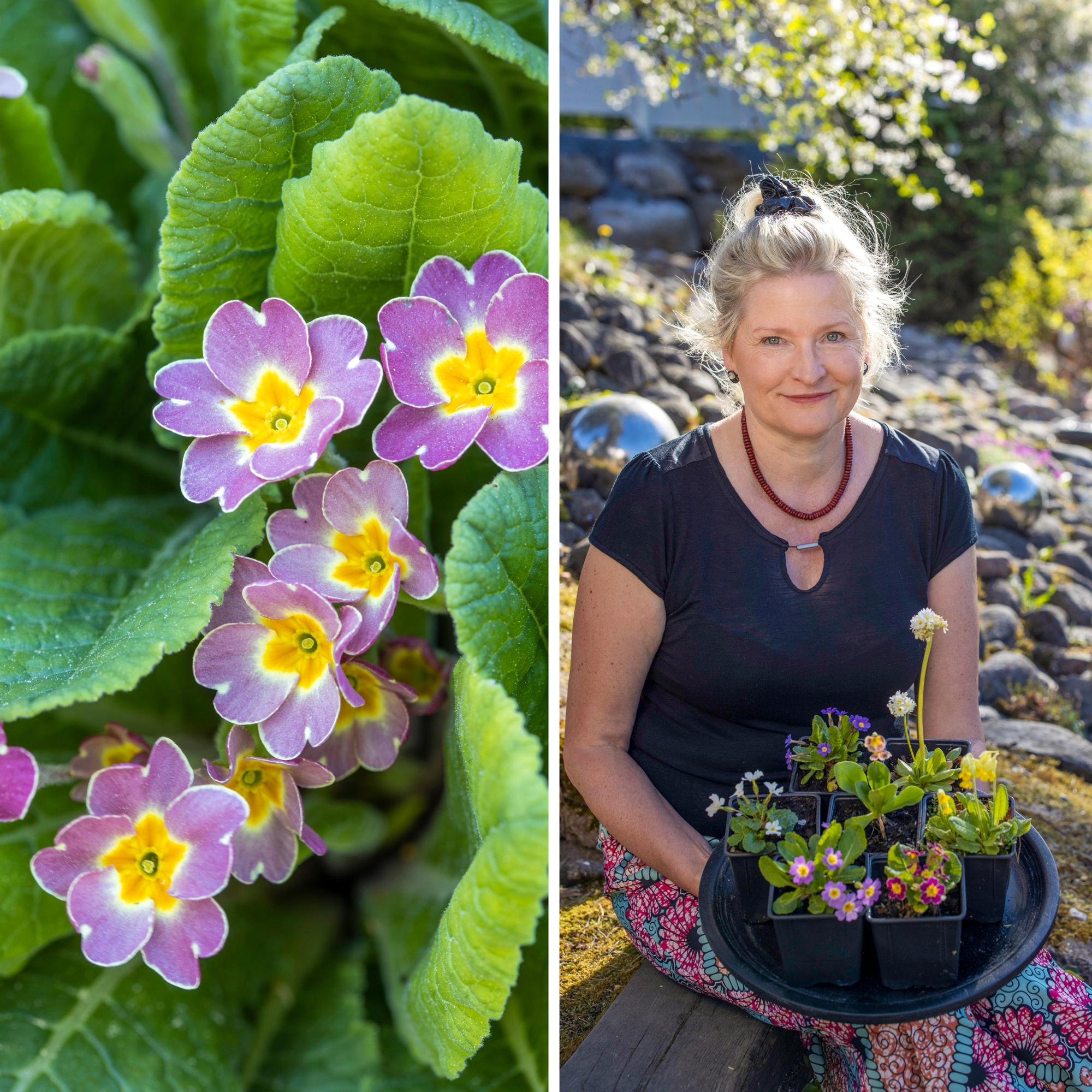 Esikko yllättää! Biologi-puutarhuri Helin puutarhassa 30 eri esikkoa kukkii huhtikuulta heinäkuulle – poimi kasvatusvinkit!