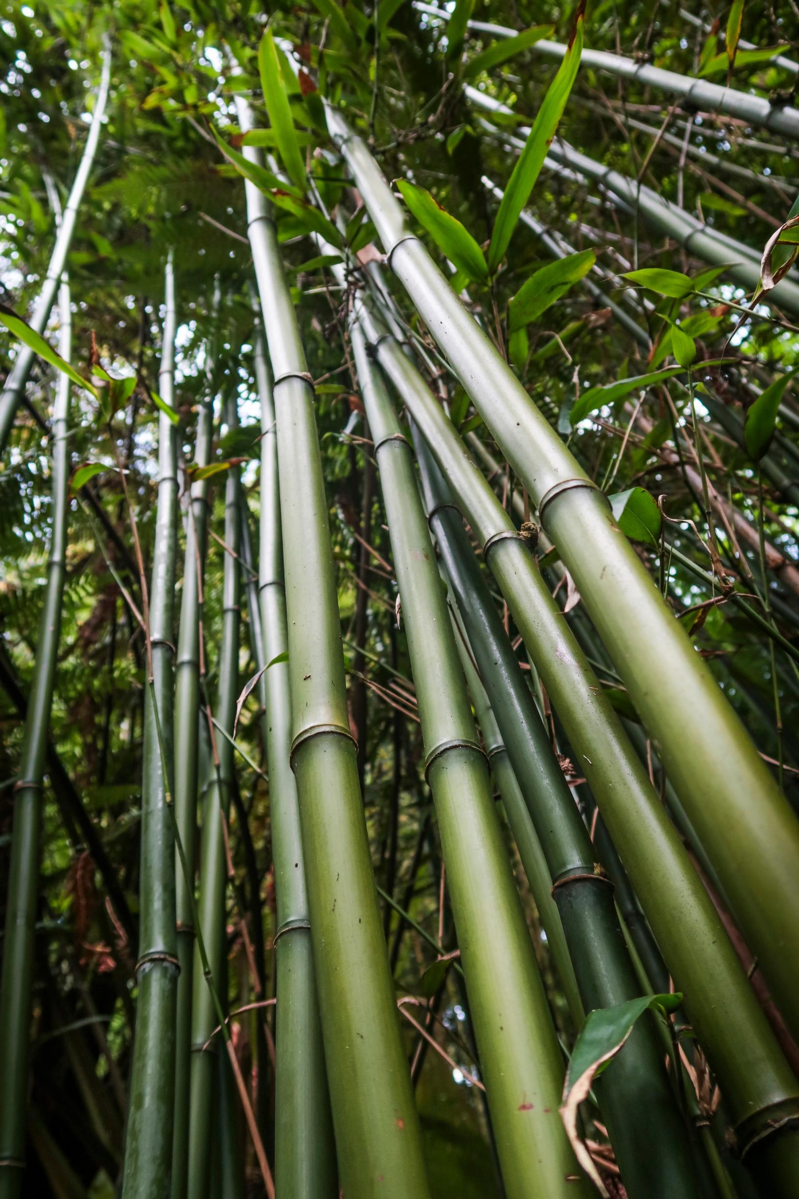 viidakkopuutarha Englannissa: bambu