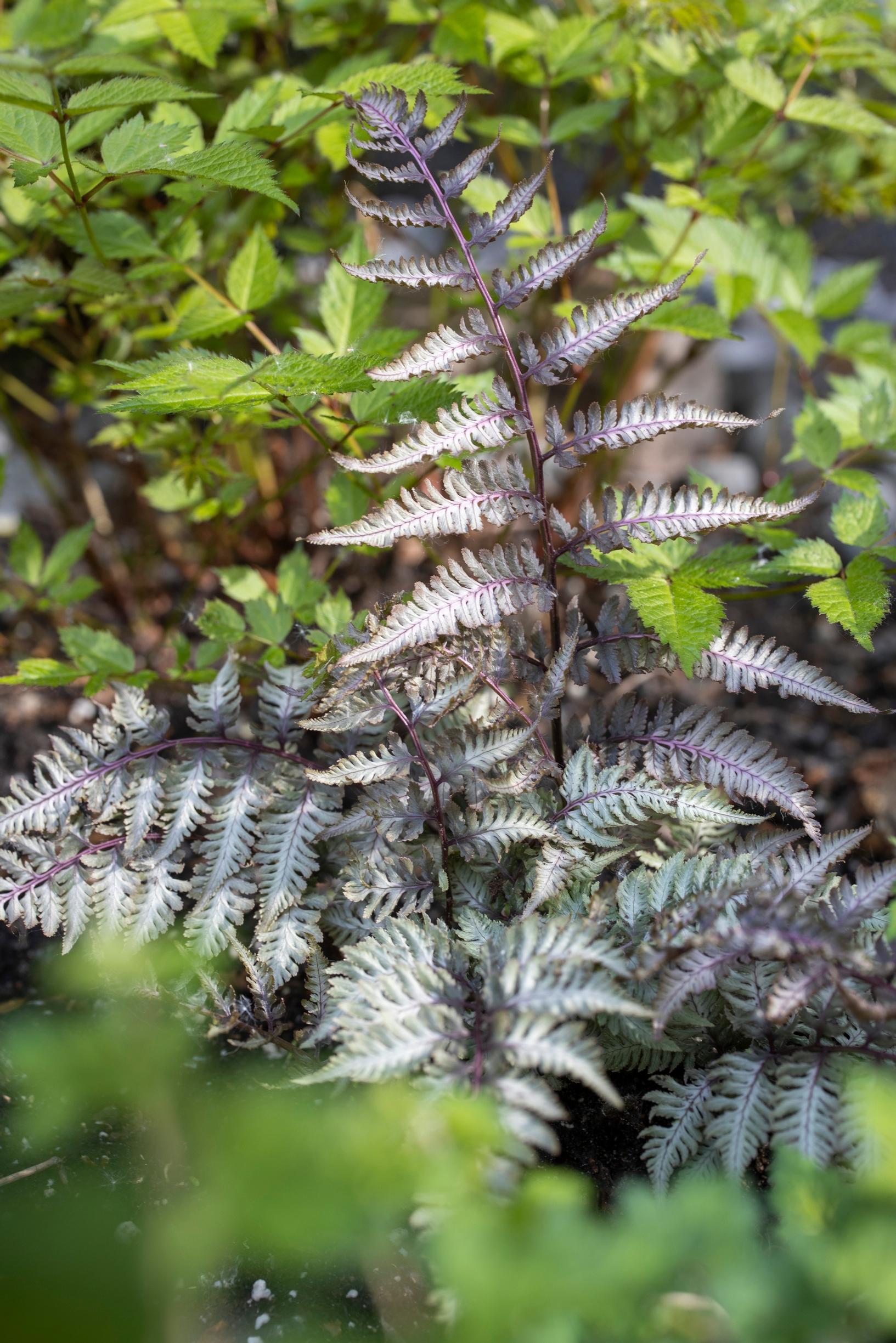 ’Pictum’-japaninhiirenporras viihtyy kosteassa maassa.