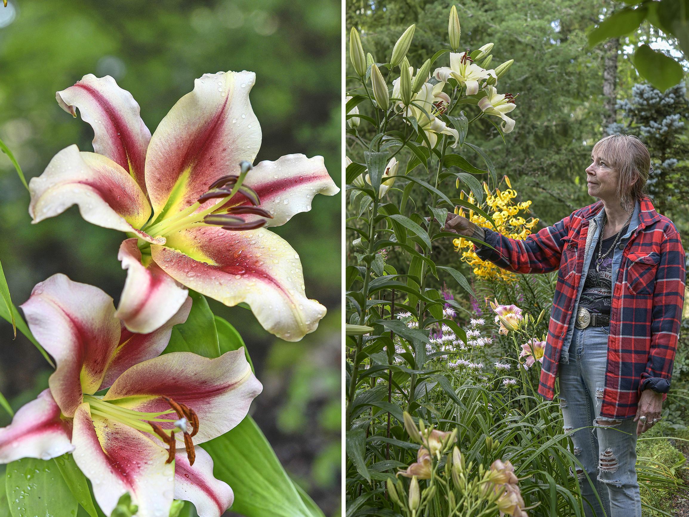 Jättimäiset kukat ja huumaava tuoksu! 20 vuotta liljoja kasvattanut Mikaela kertoo, miten puuliljat ja idänliljat saa kukoistamaan