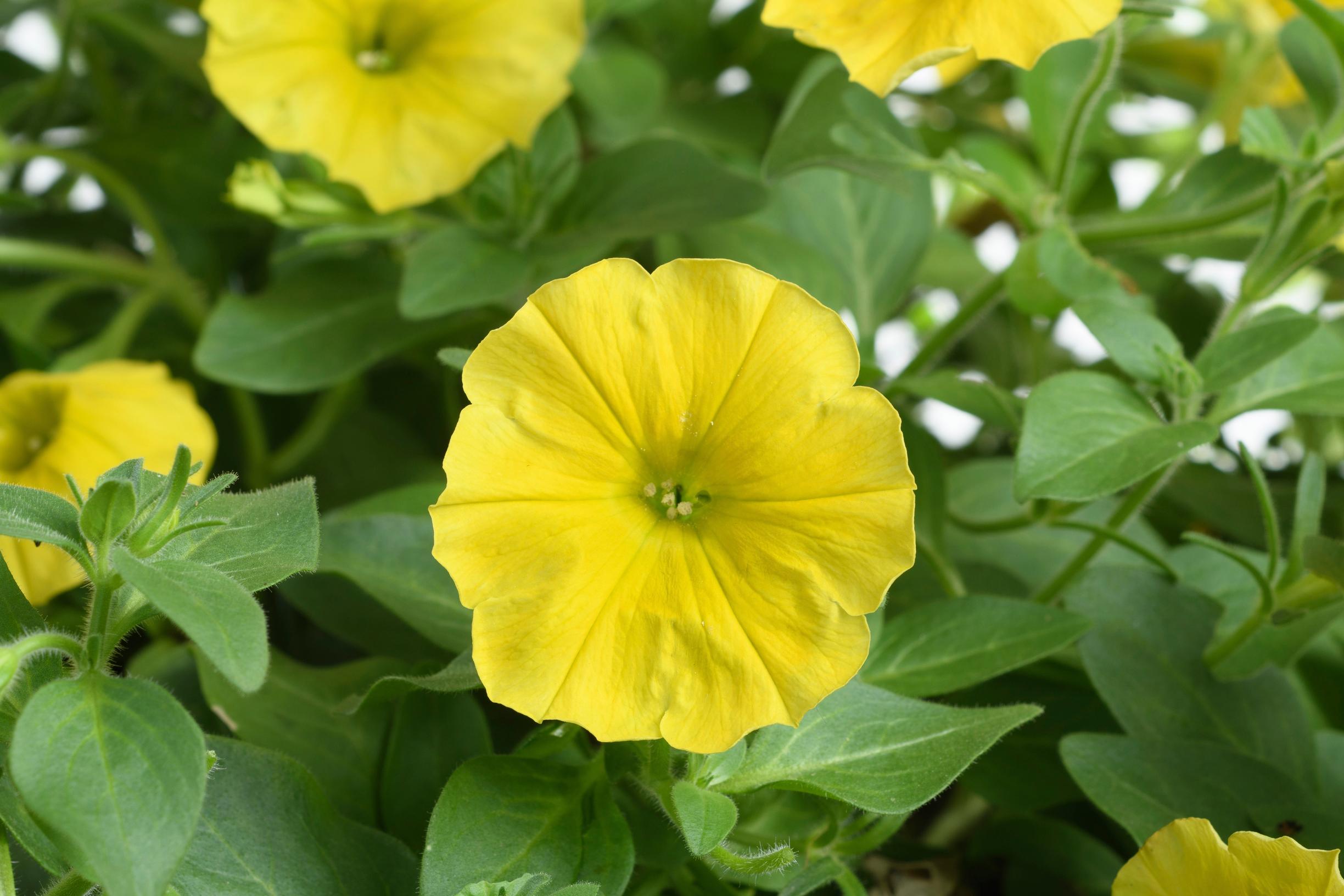 Petunia ’Capella Hello Yellow’