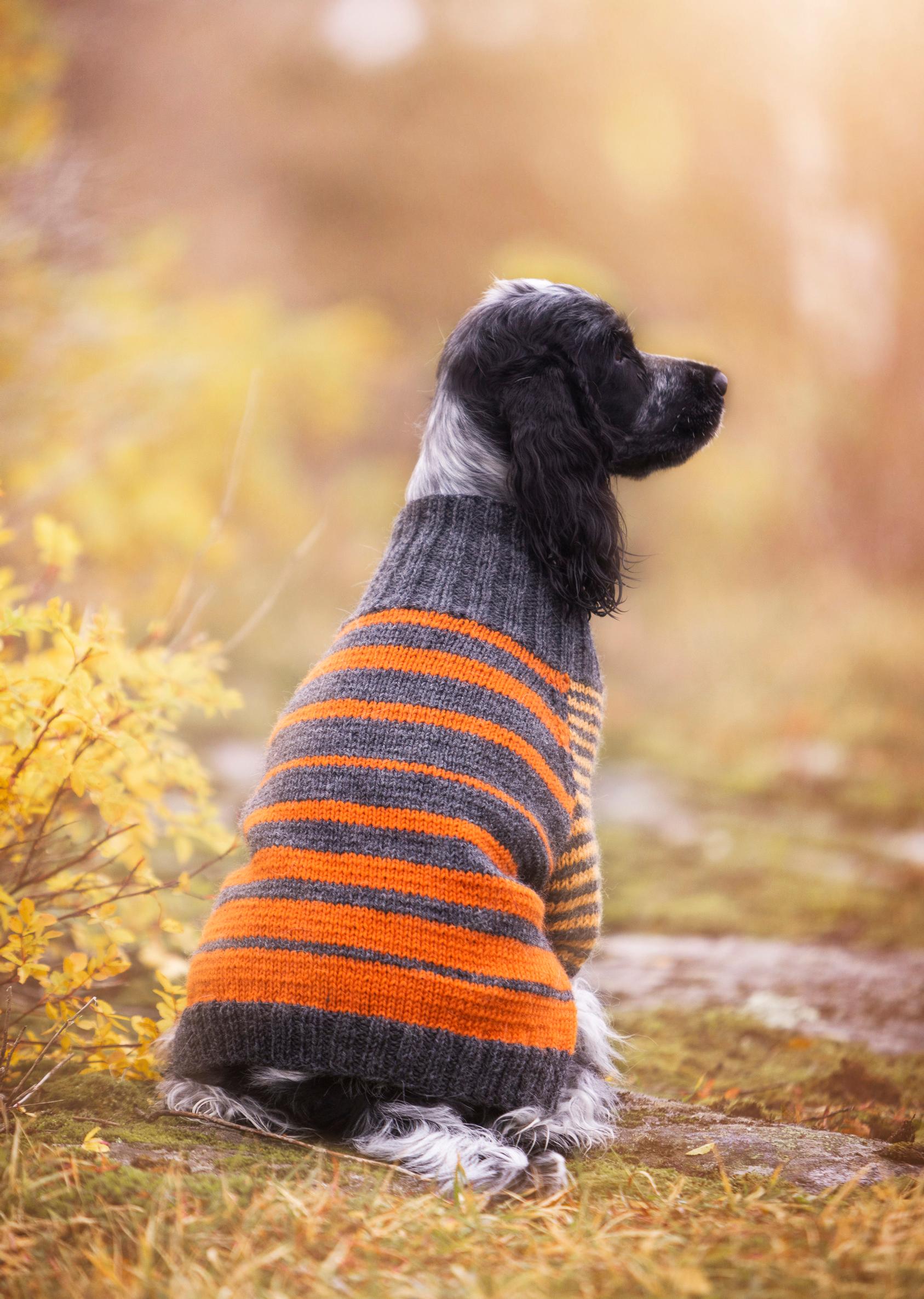 Villapaita koiralle takaa