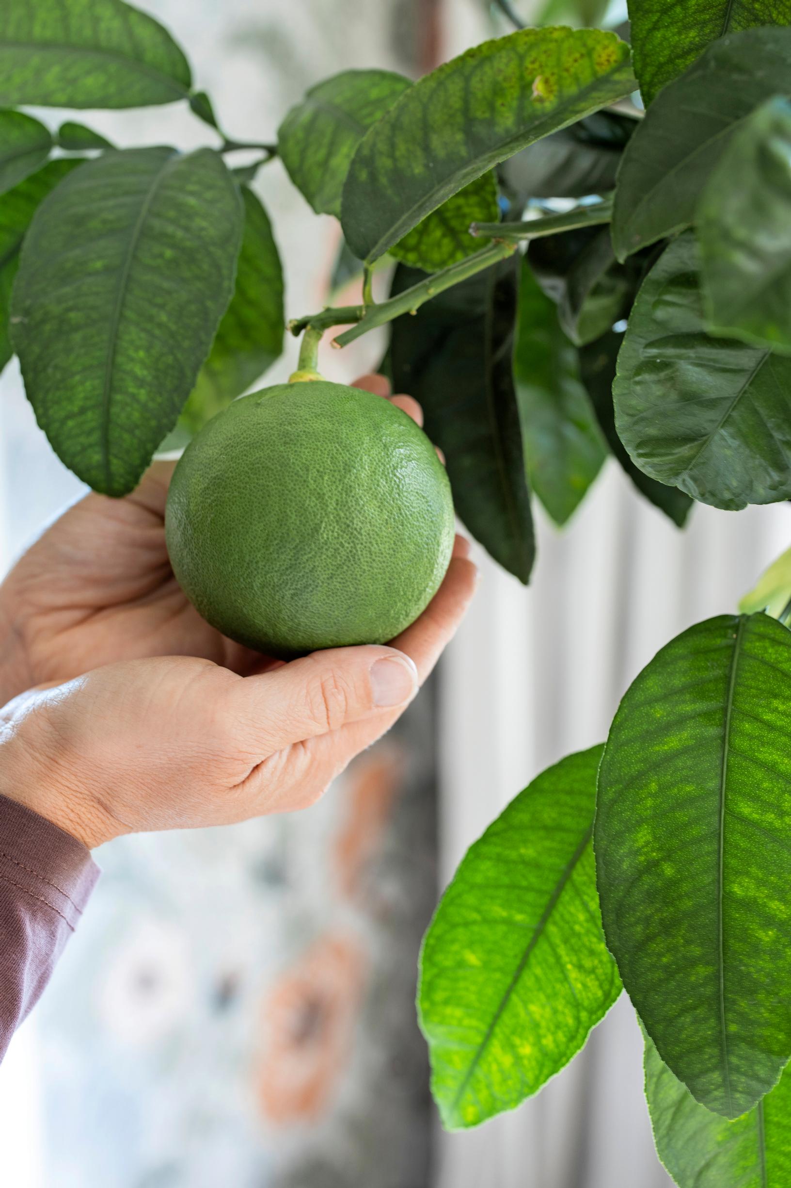 Pomelo, Citrus maxima