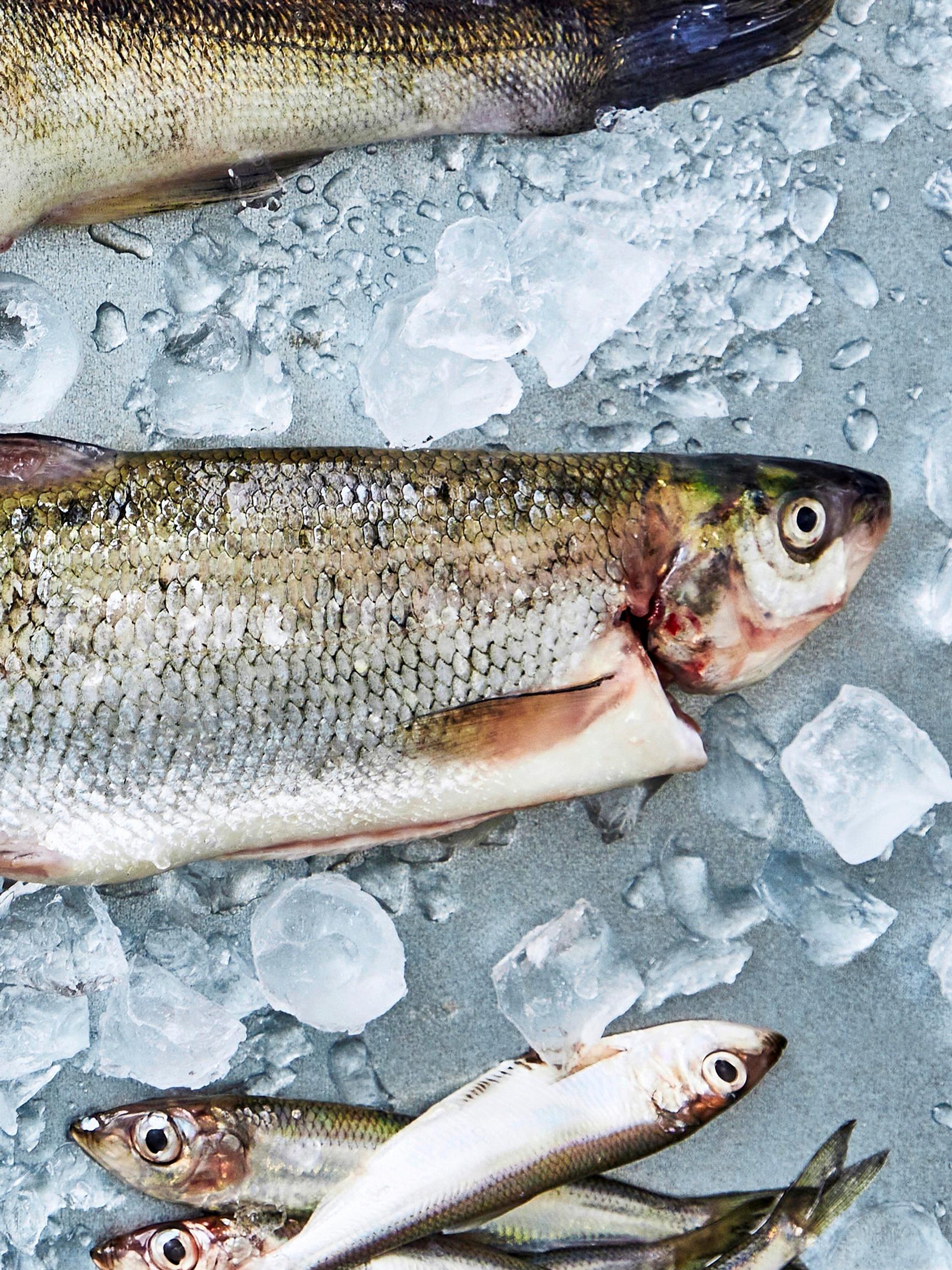 Siika on kalojen aatelia – arvostettu ruokakala maistuu herkulliselta paistettuna, grillattuna, savustettuna tai graavattuna