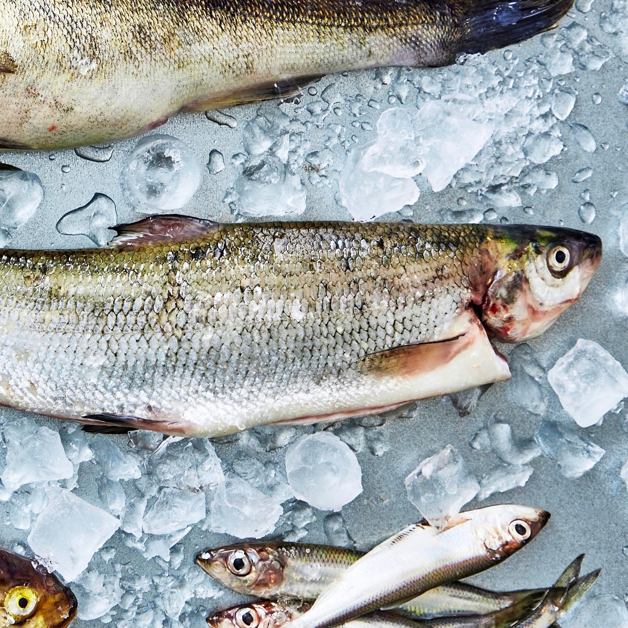 Siika on kalojen aatelia – arvostettu ruokakala maistuu herkulliselta paistettuna, grillattuna, savustettuna tai graavattuna